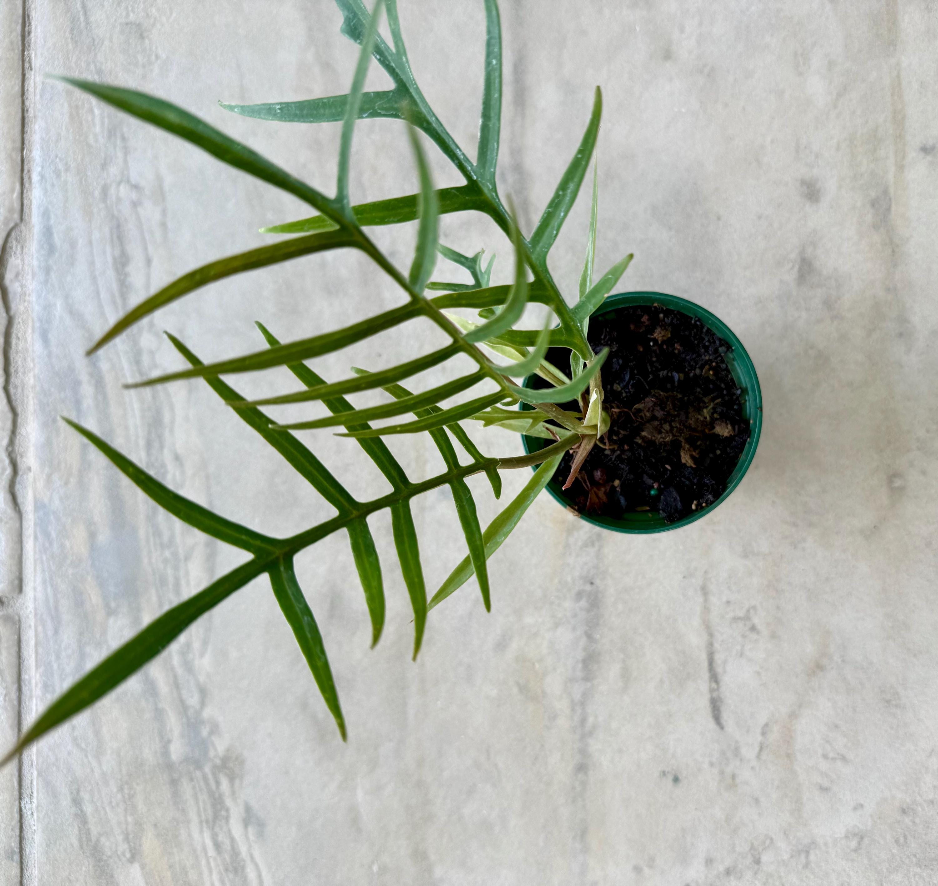 Philodendron Tortum