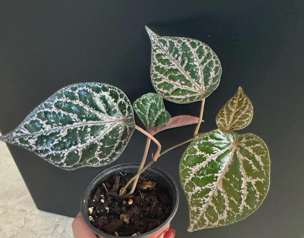 Piper S Crocatum
