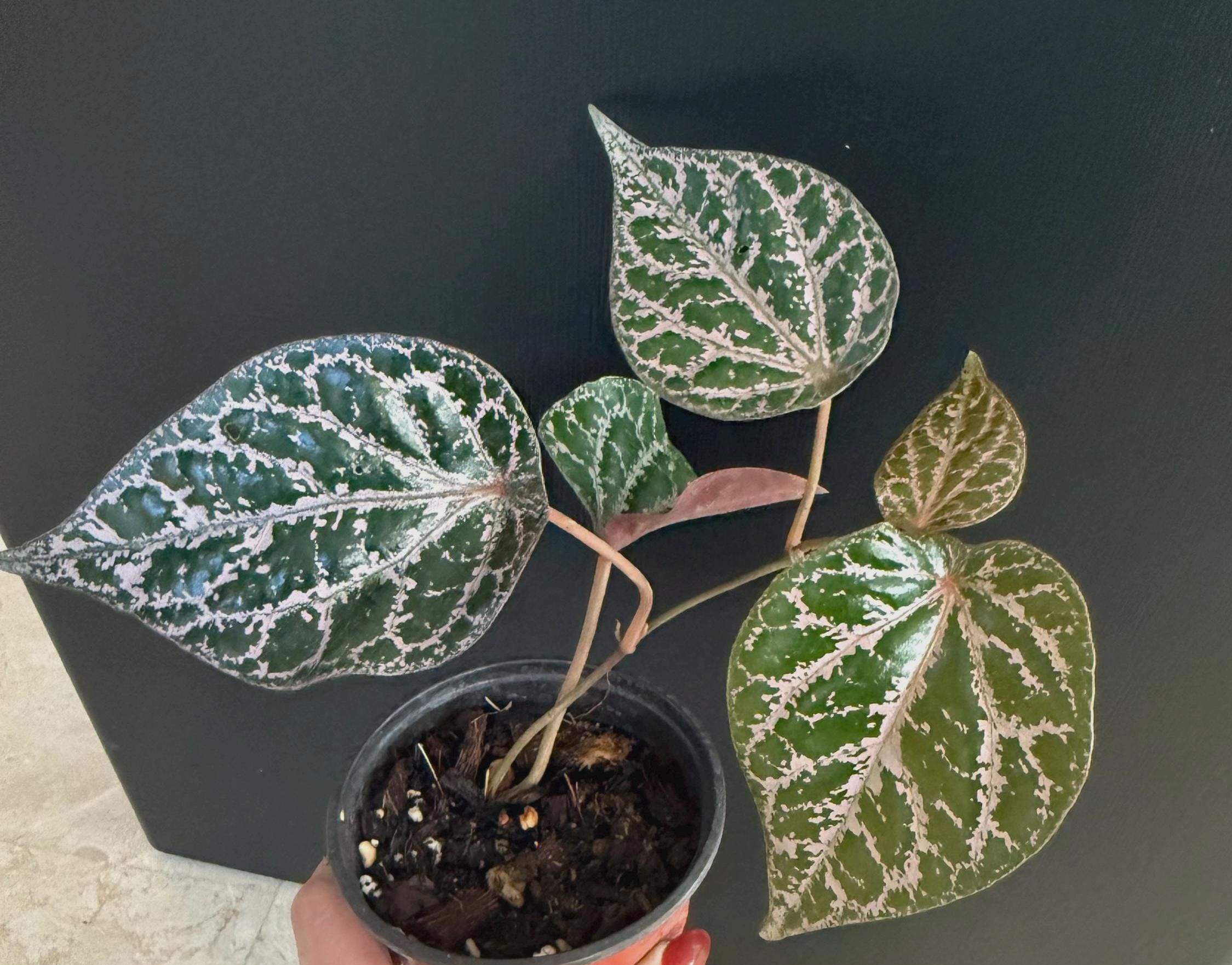Piper S Crocatum