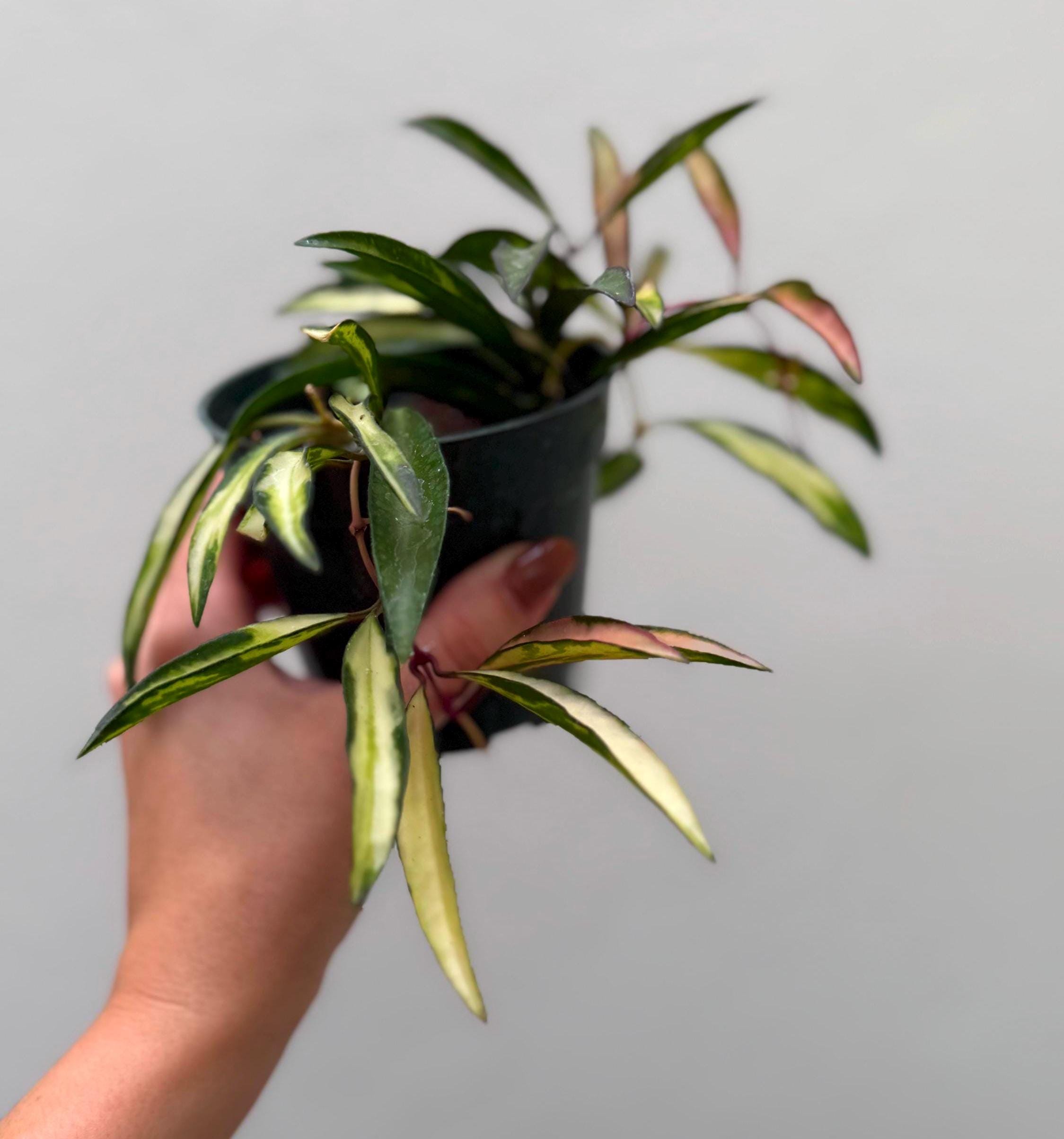 Hoya wayetii variegated tricolor