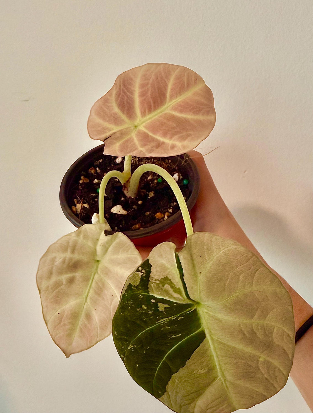 Alocasia black velvet pink