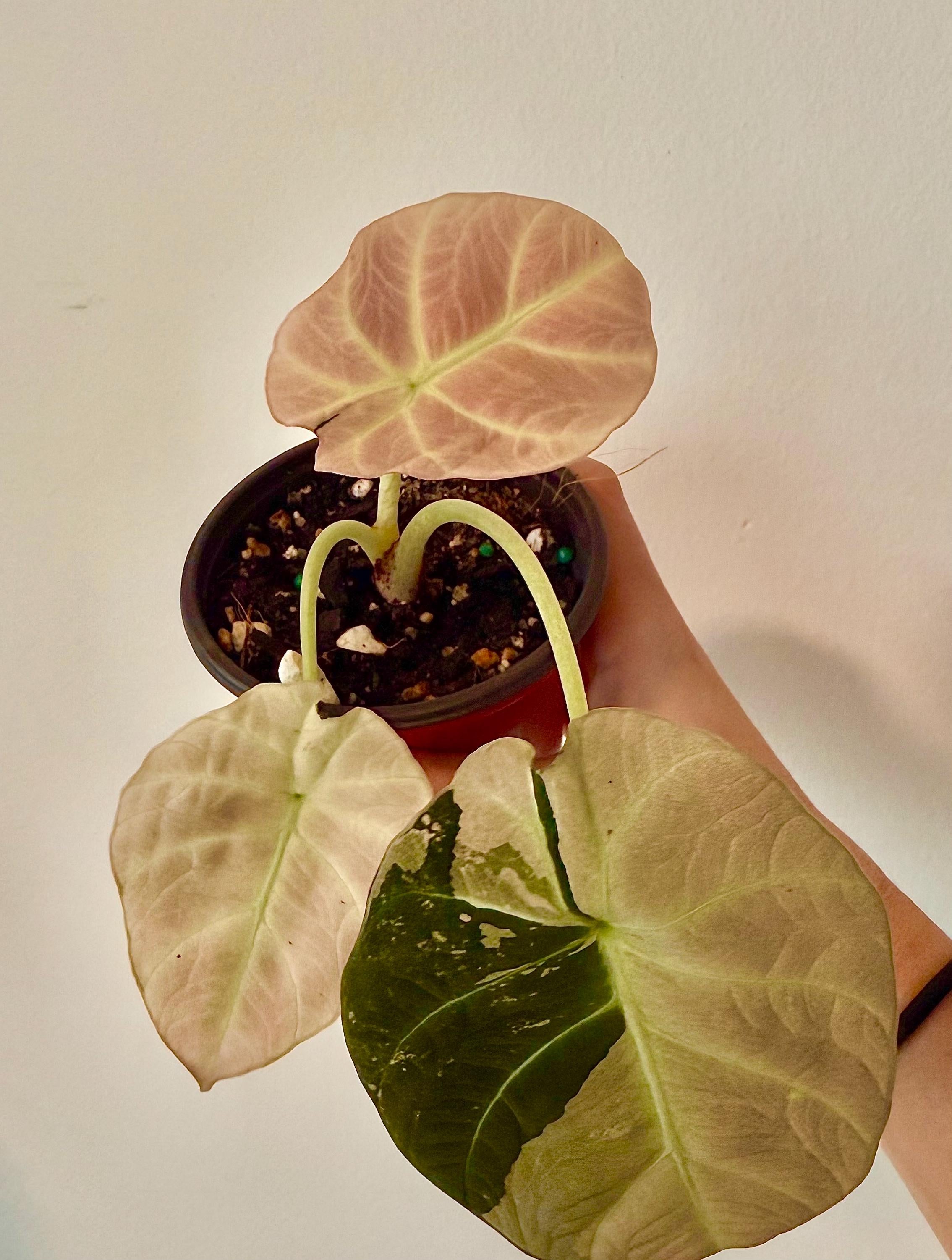 Alocasia black velvet pink