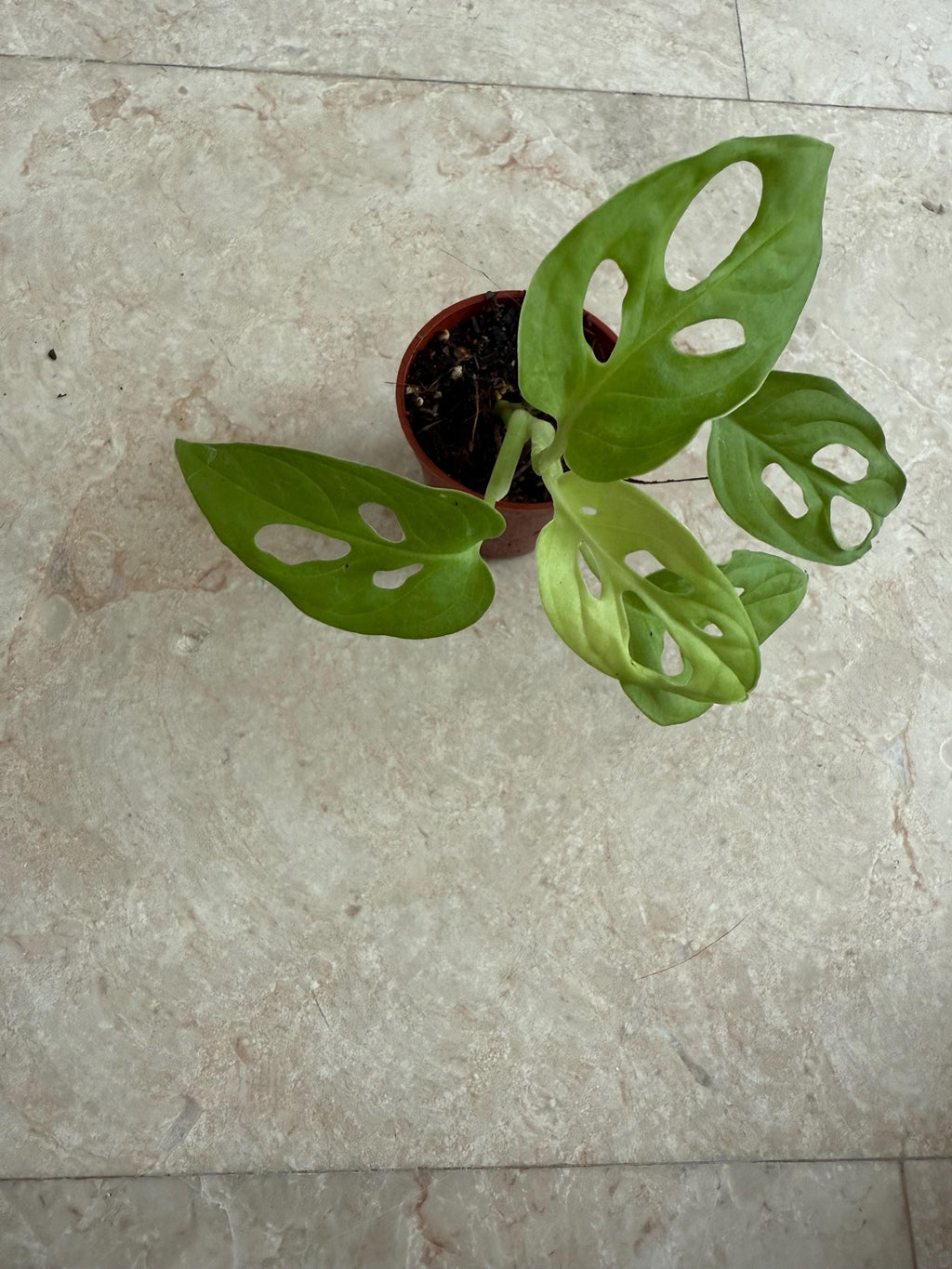 Montera Adansonii neon