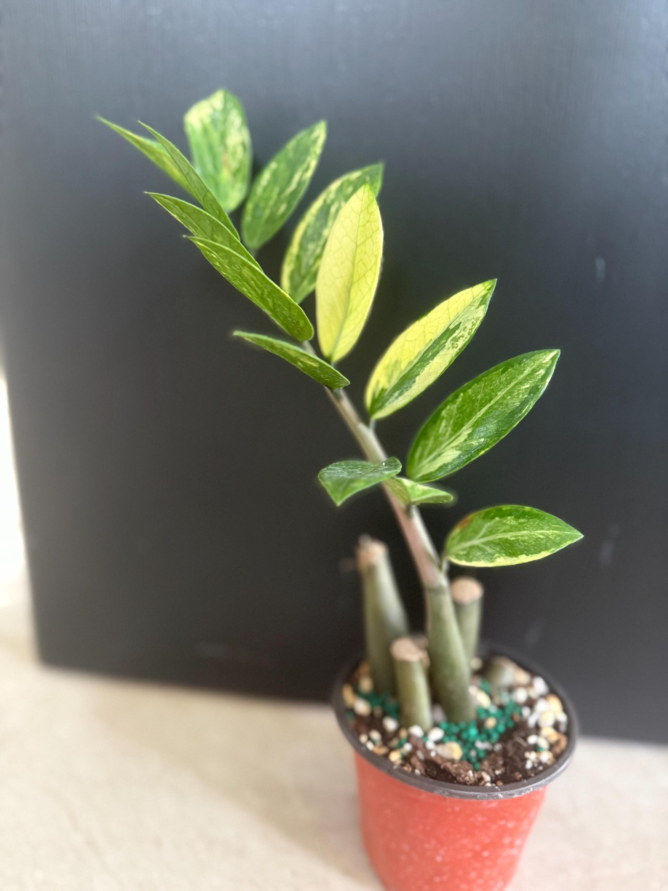 ZZ plant variegated