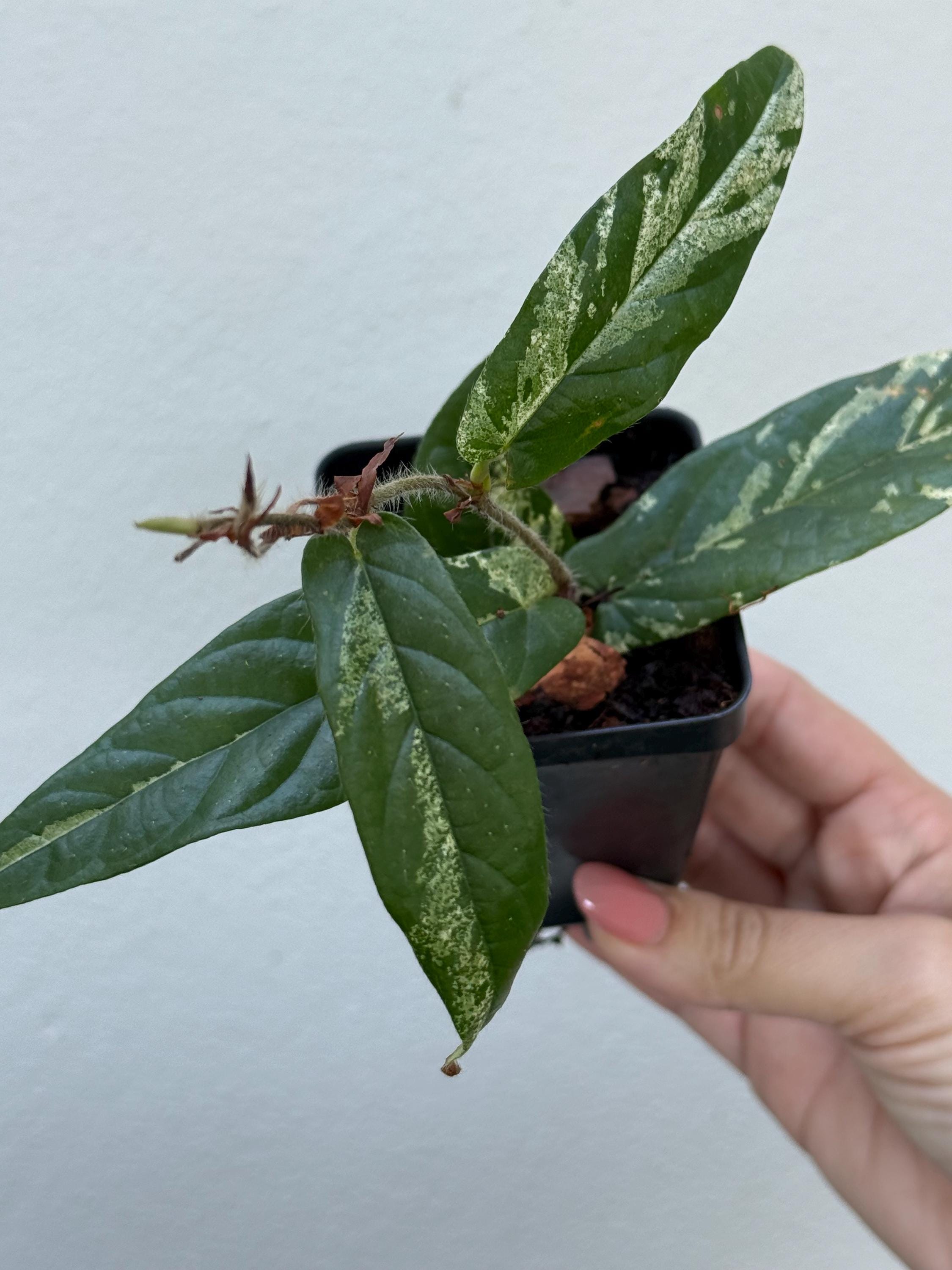 Ficus Sagittata variegated