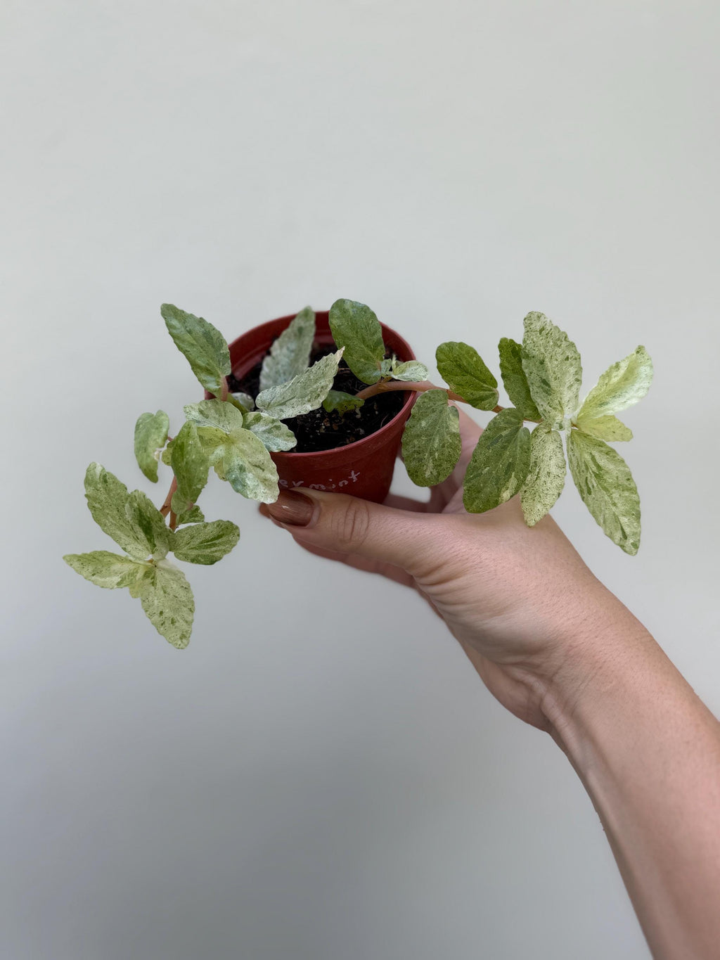 Peppermint Begonia Pellionia