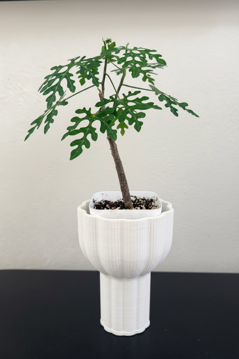 Adenia Perrieri