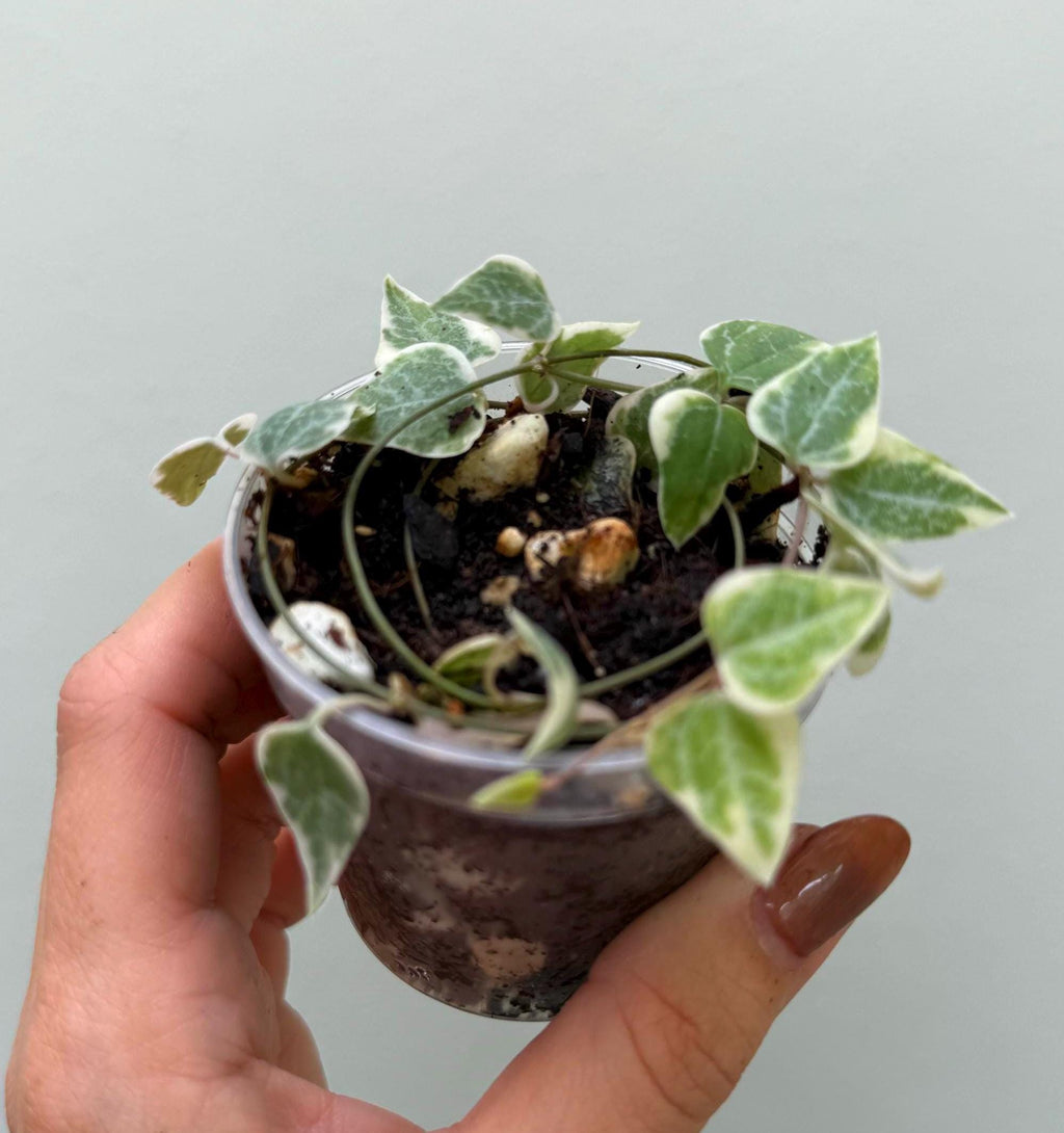 string of spades variegated