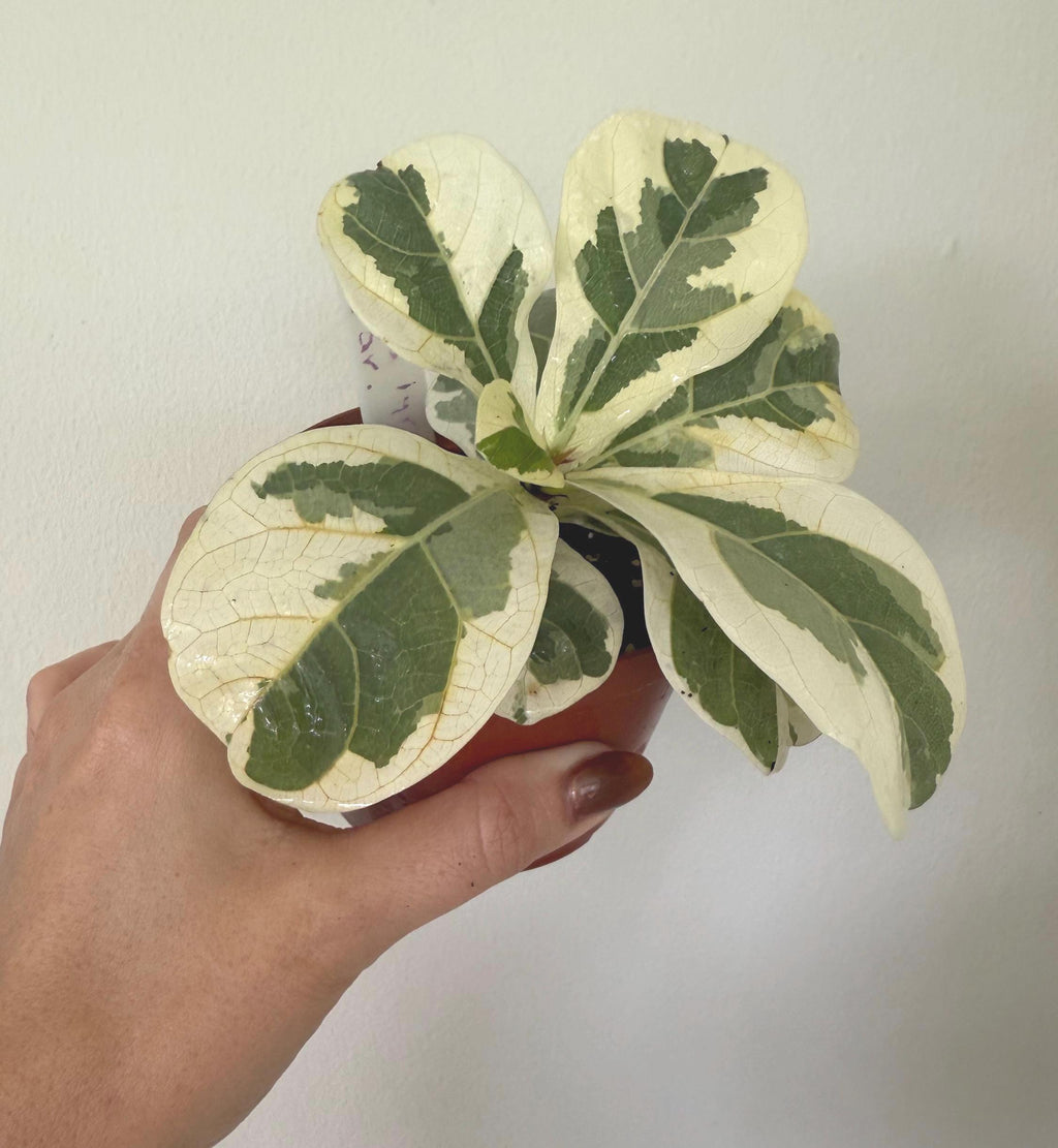 Ficus Lyrata Variegated