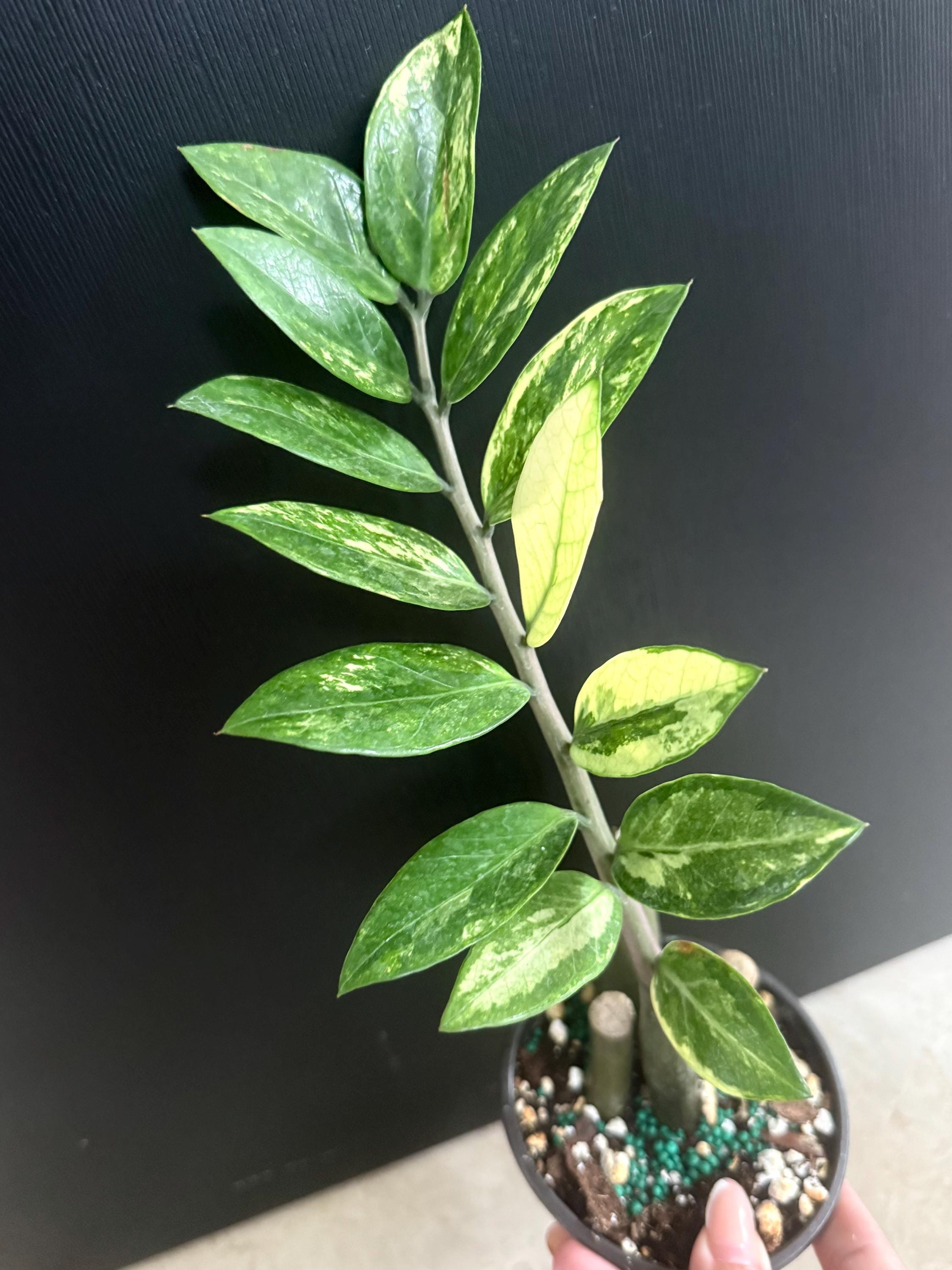 ZZ plant variegated