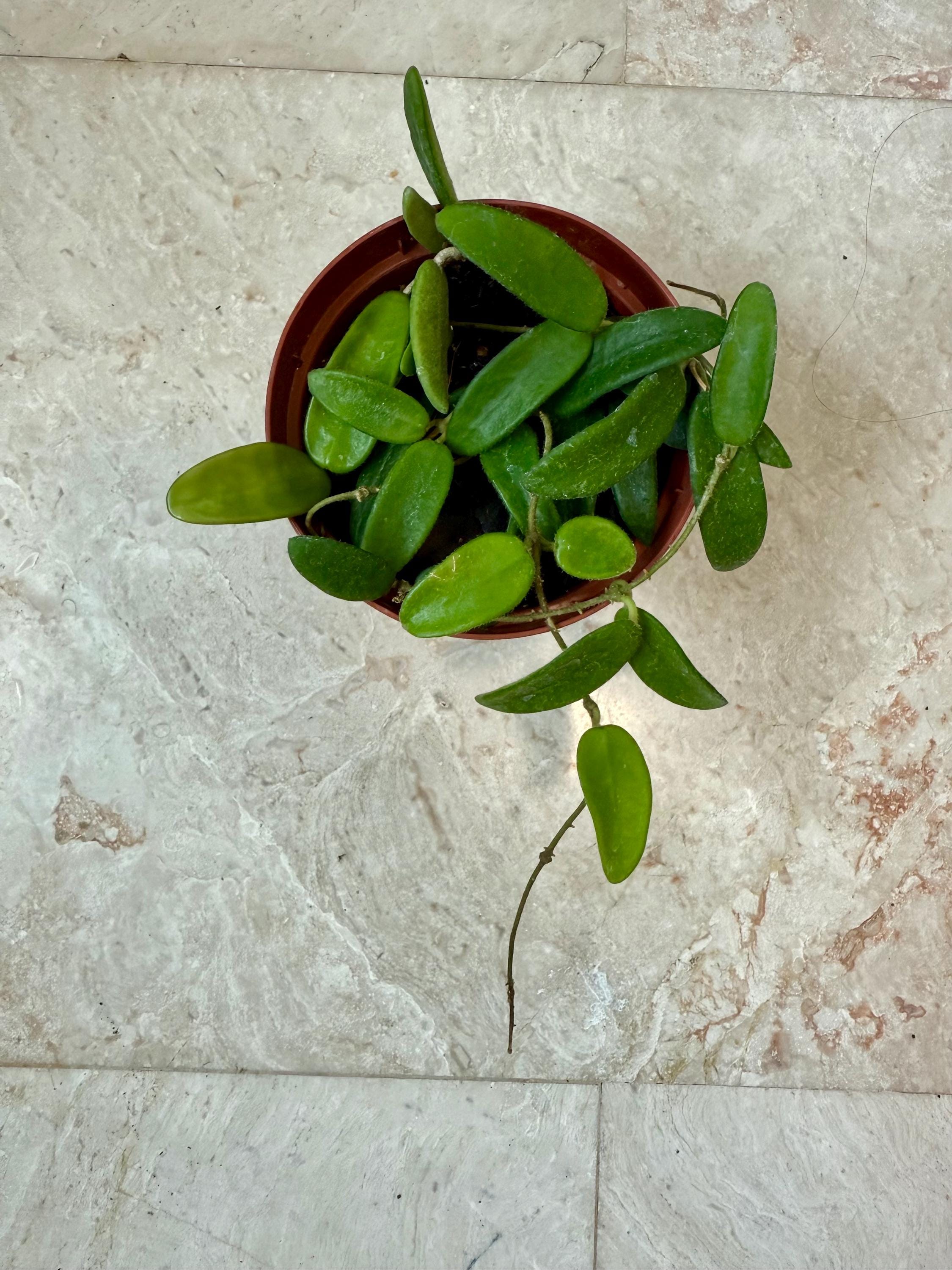 Hoya Lyi - 4" Potted Plant