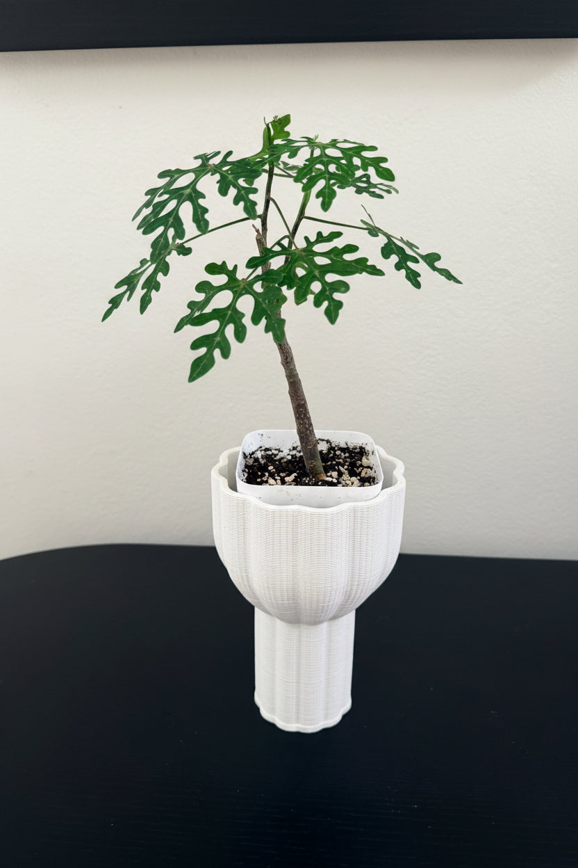 Adenia Perrieri