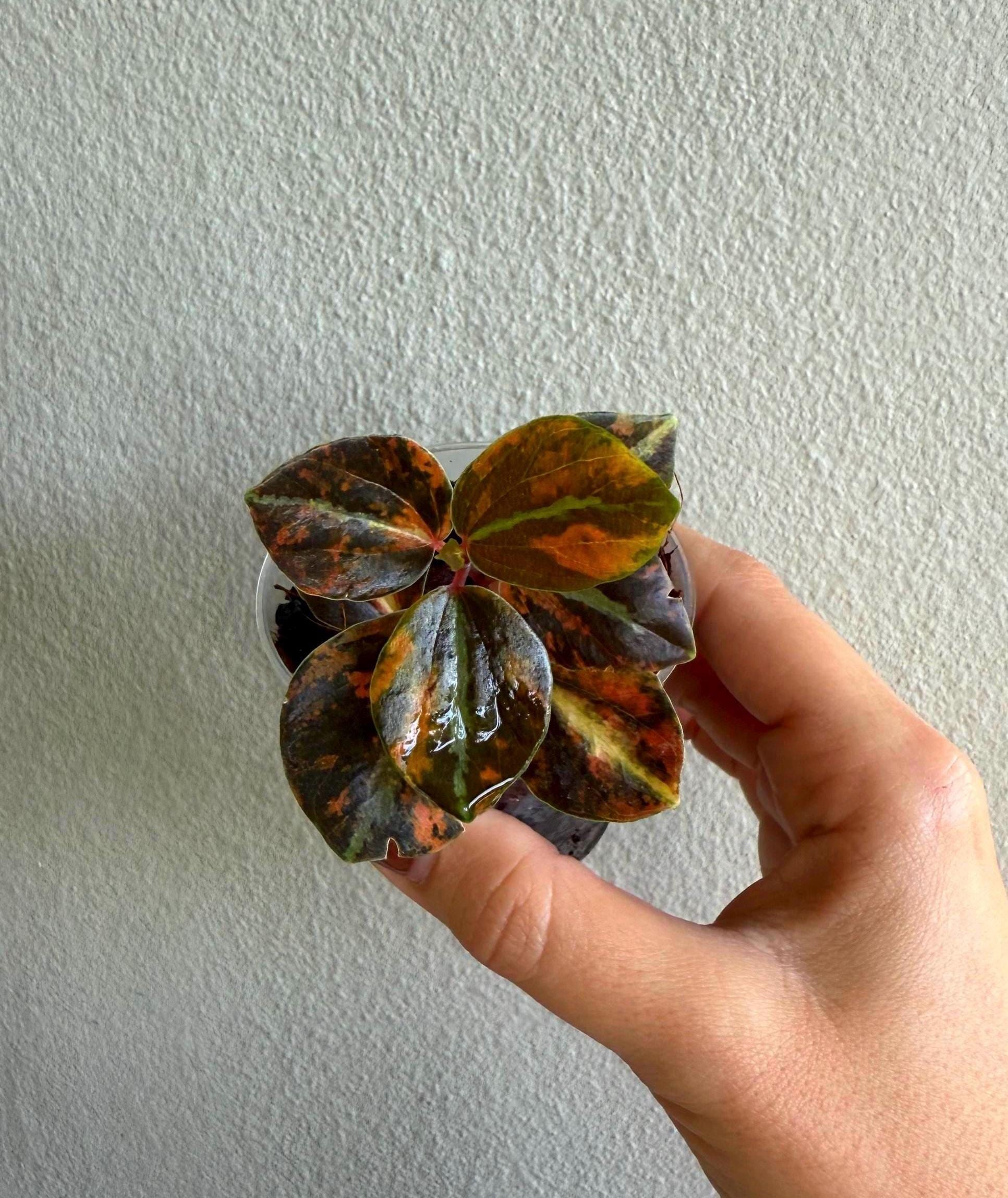 Peperomia creme Brulee