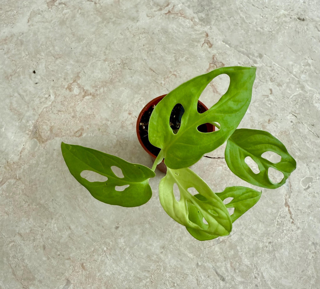 Montera Adansonii neon