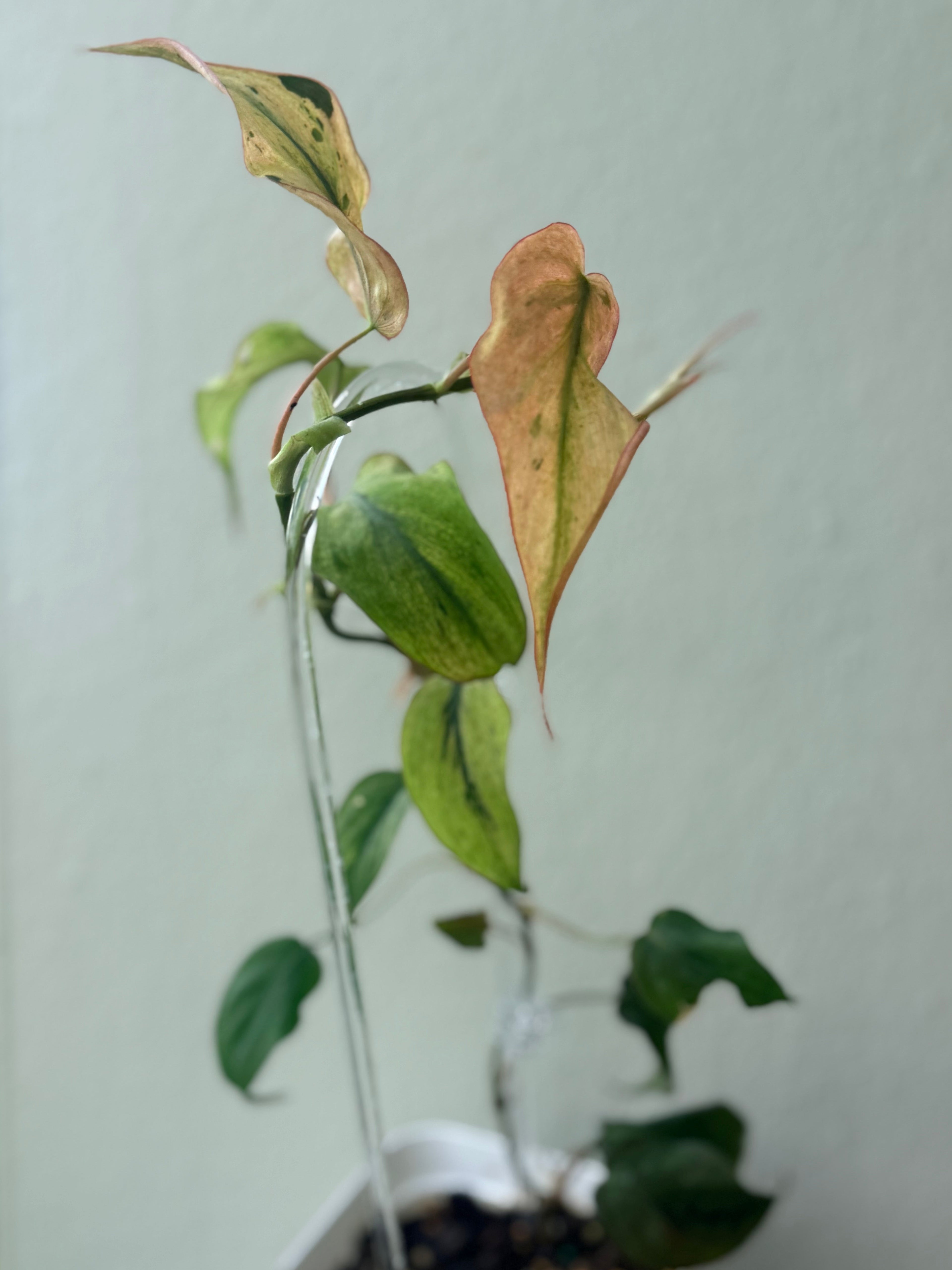 Philodendrom Micans mint variegated