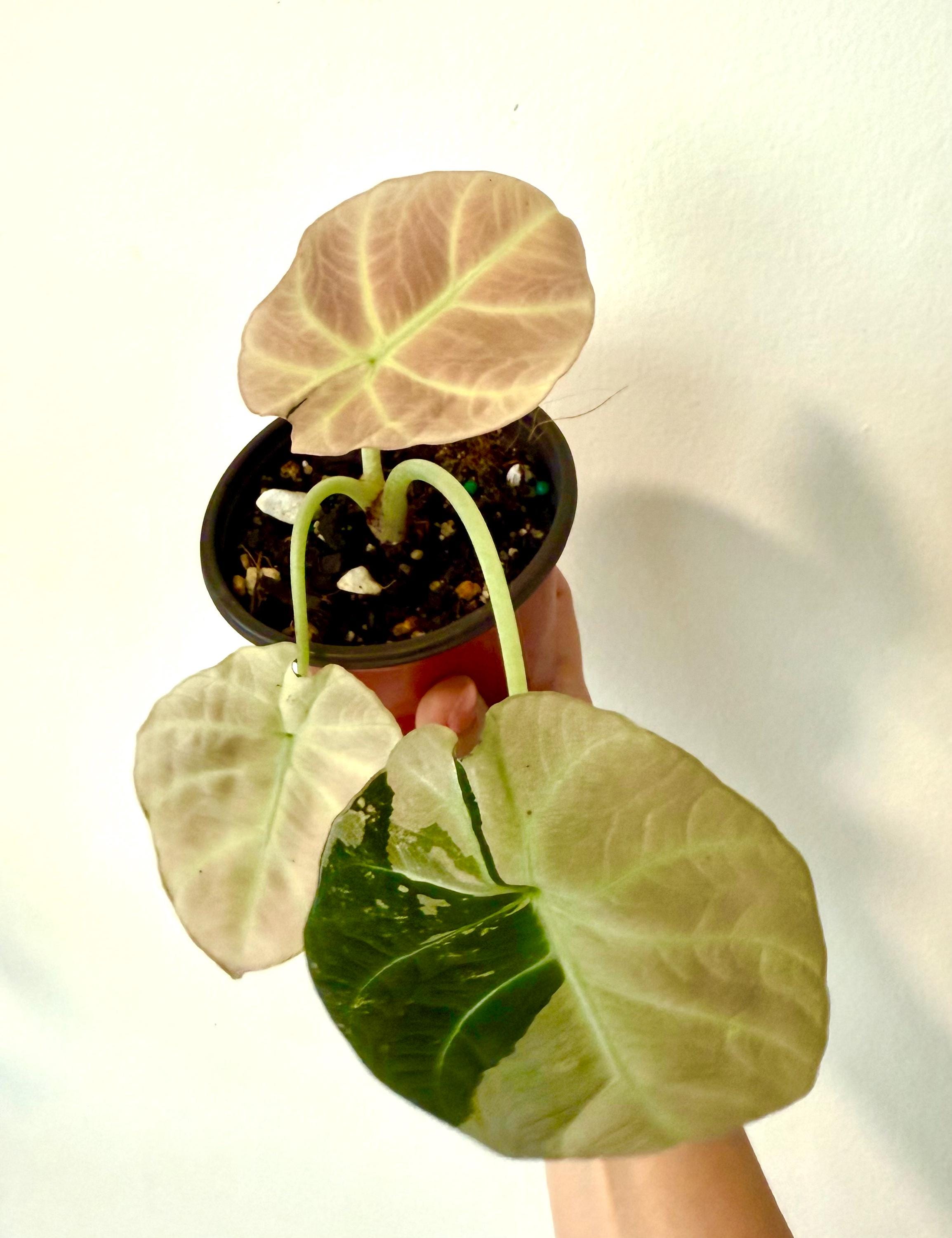 Alocasia black velvet pink
