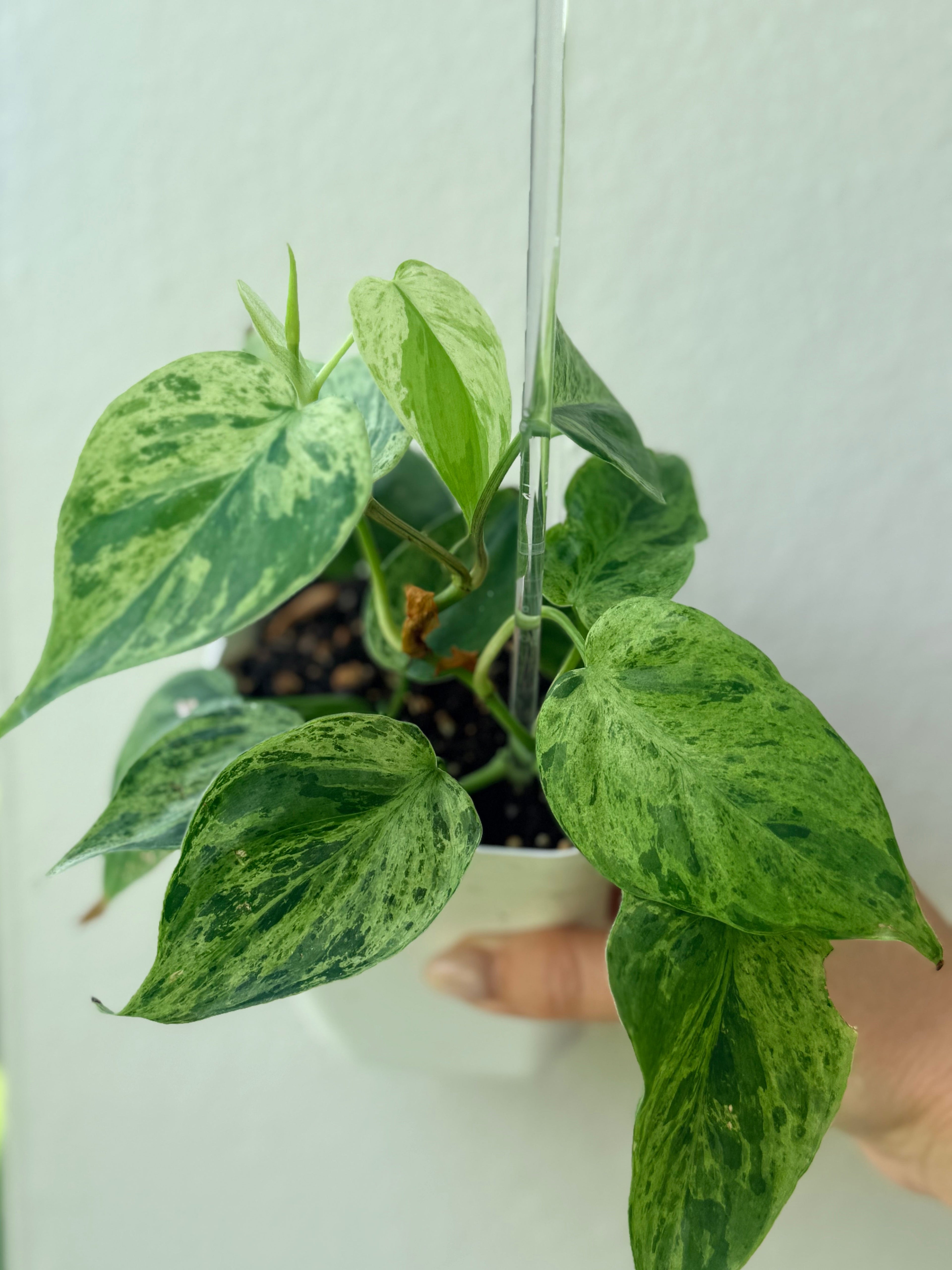 Philodendron Hederaceum variegated