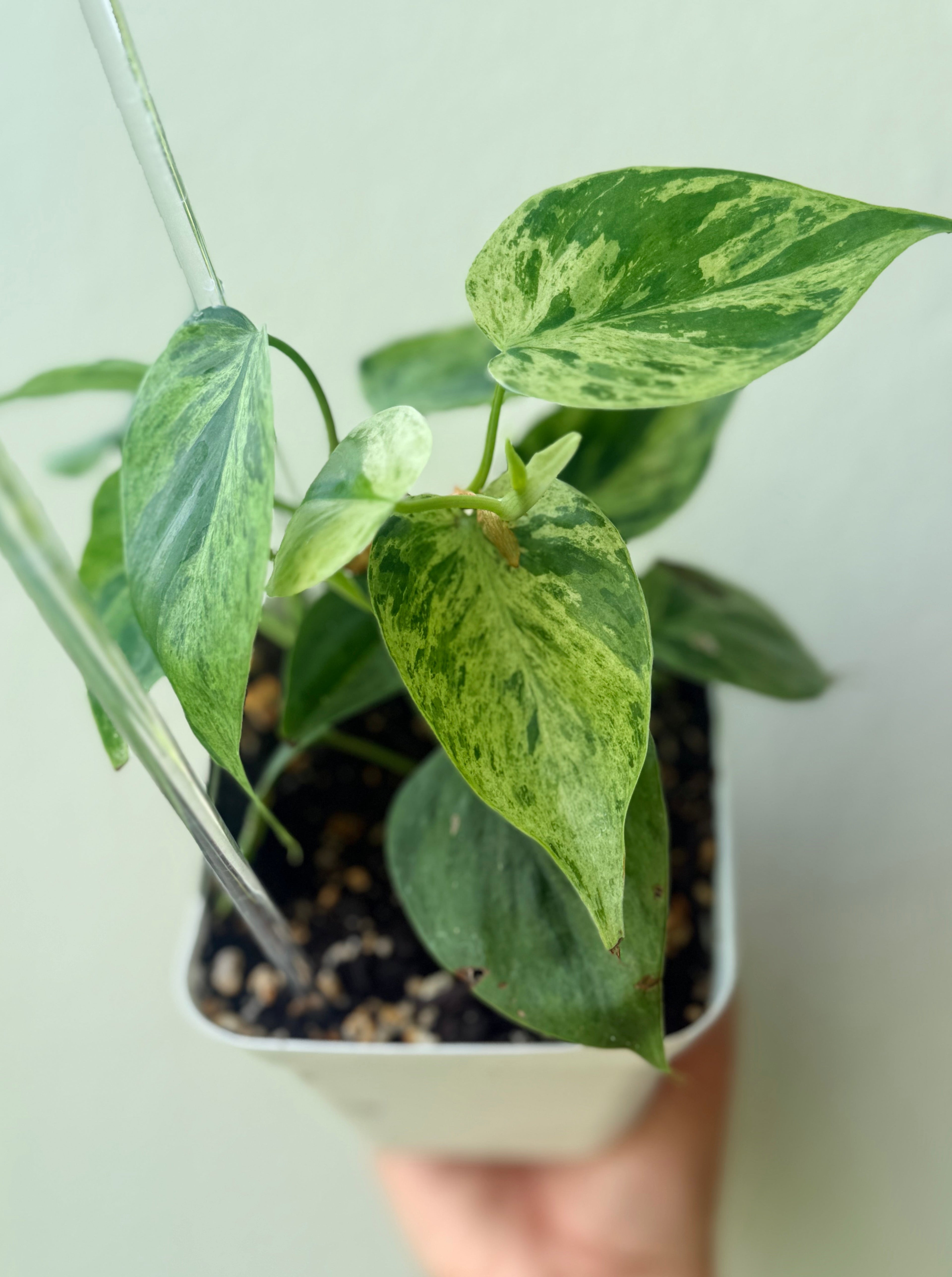 Philodendron Hederaceum variegated