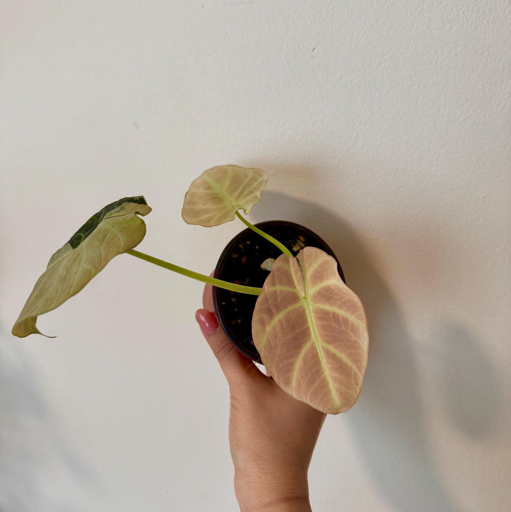 Alocasia black velvet pink