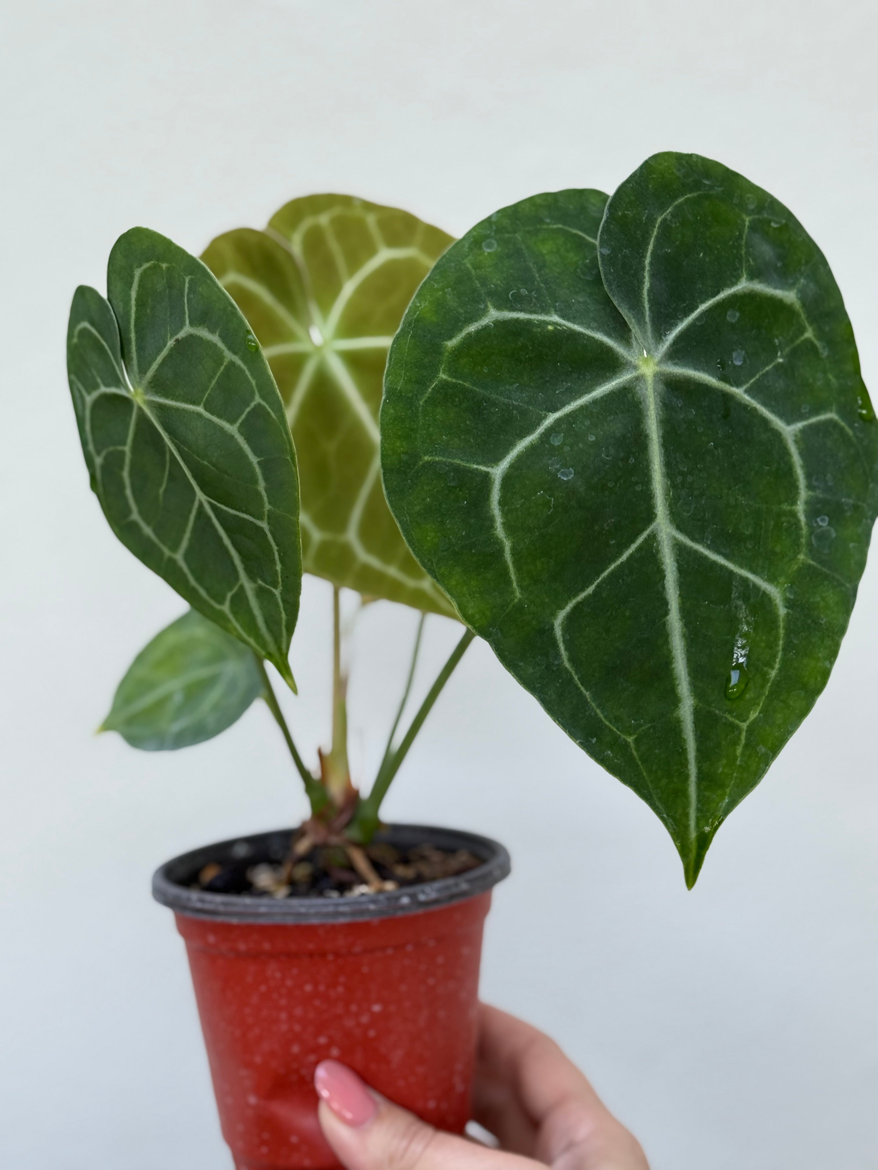 Anthurium Clarinervium: 3" Potted Plant