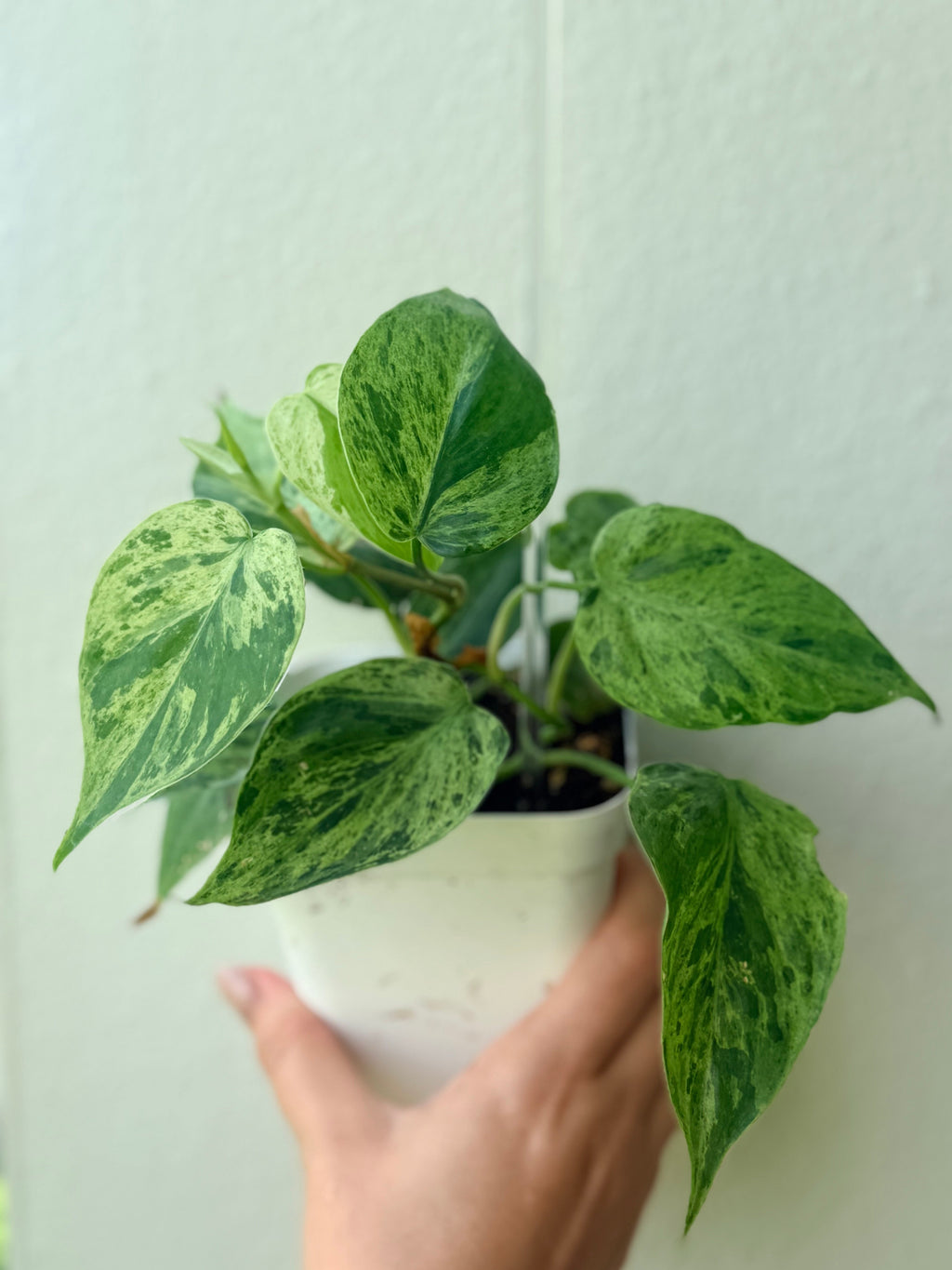 Philodendron Hederaceum variegated