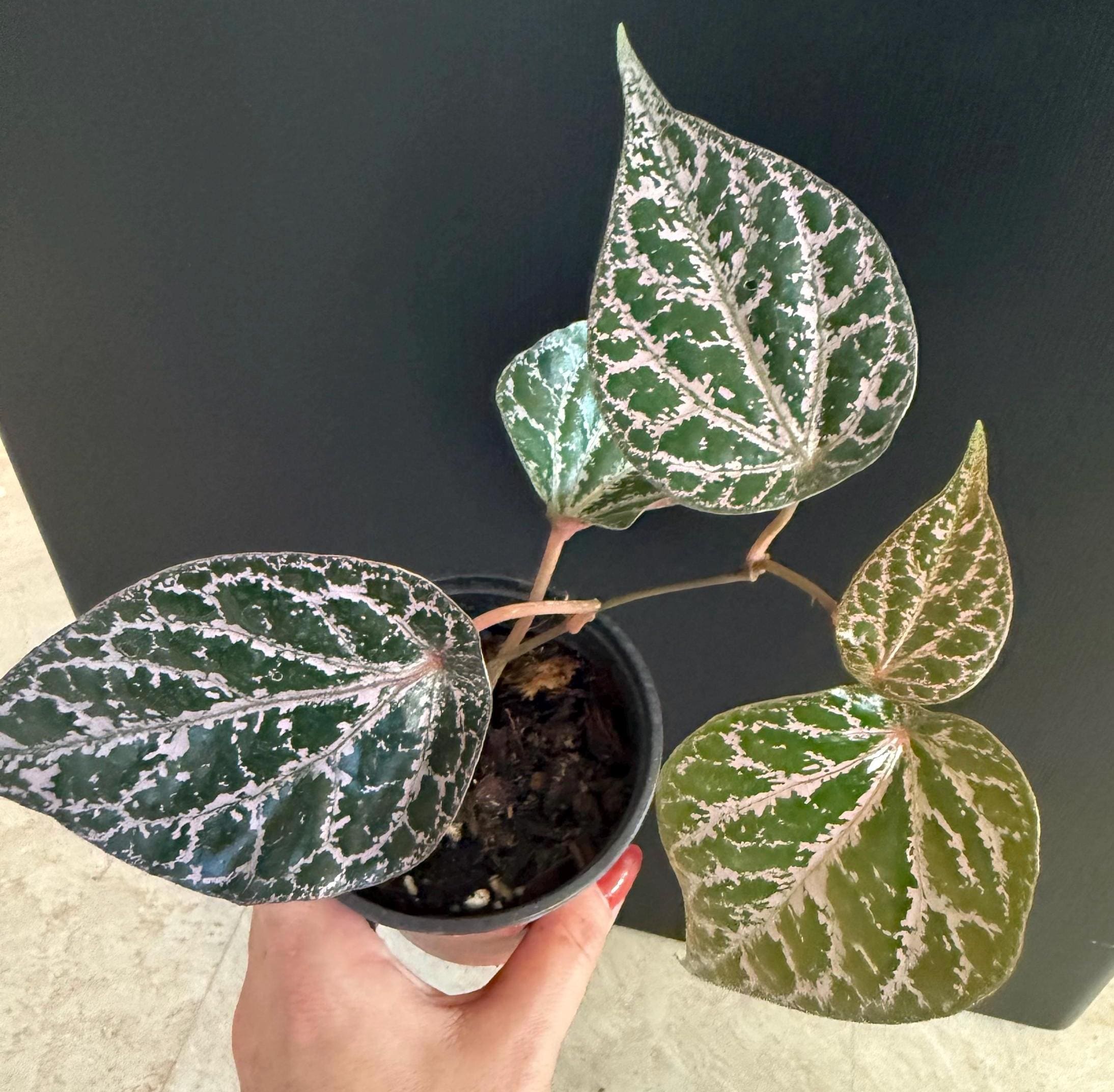 Piper S Crocatum