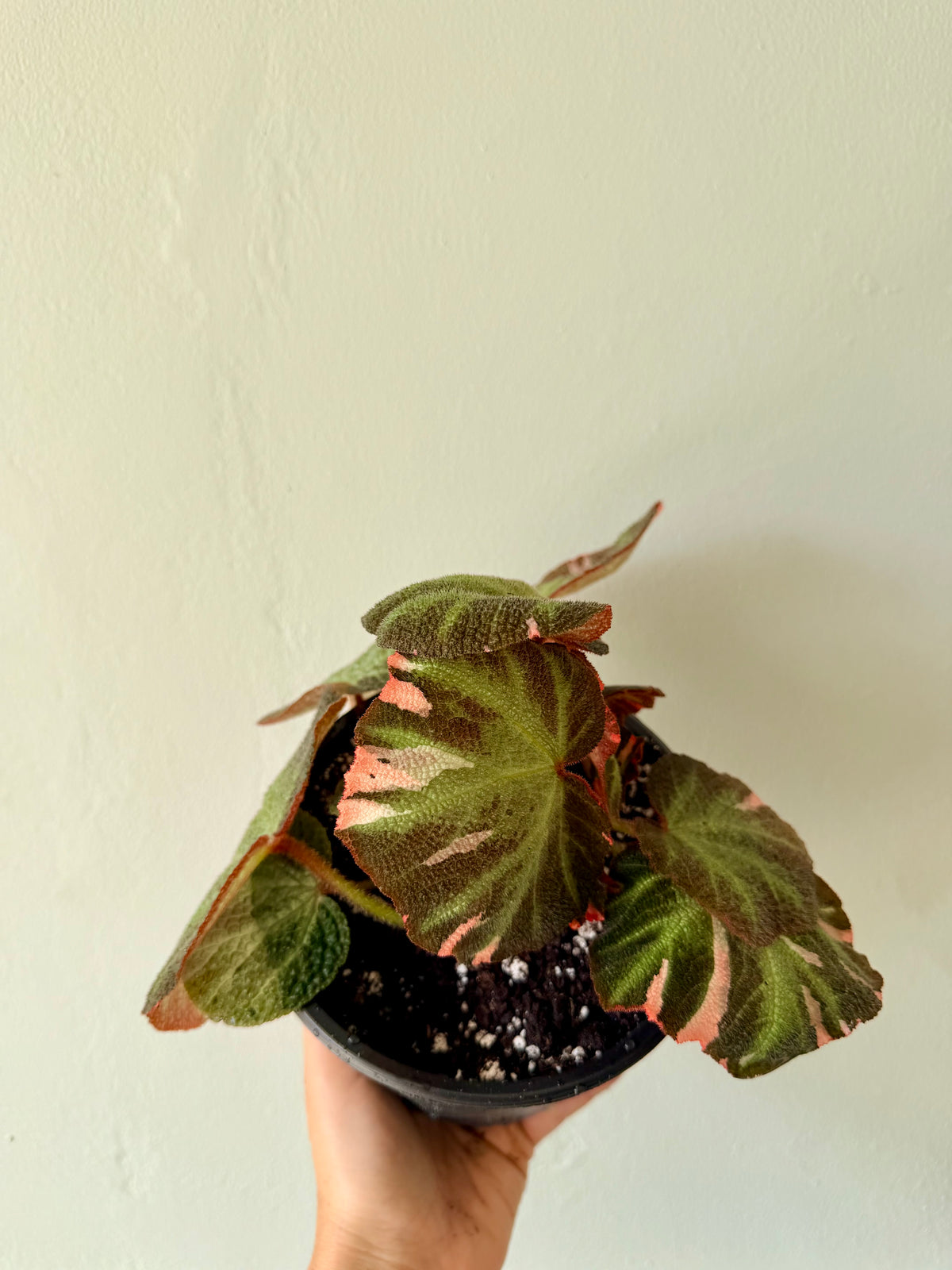 Begonia soli Mutata variegated