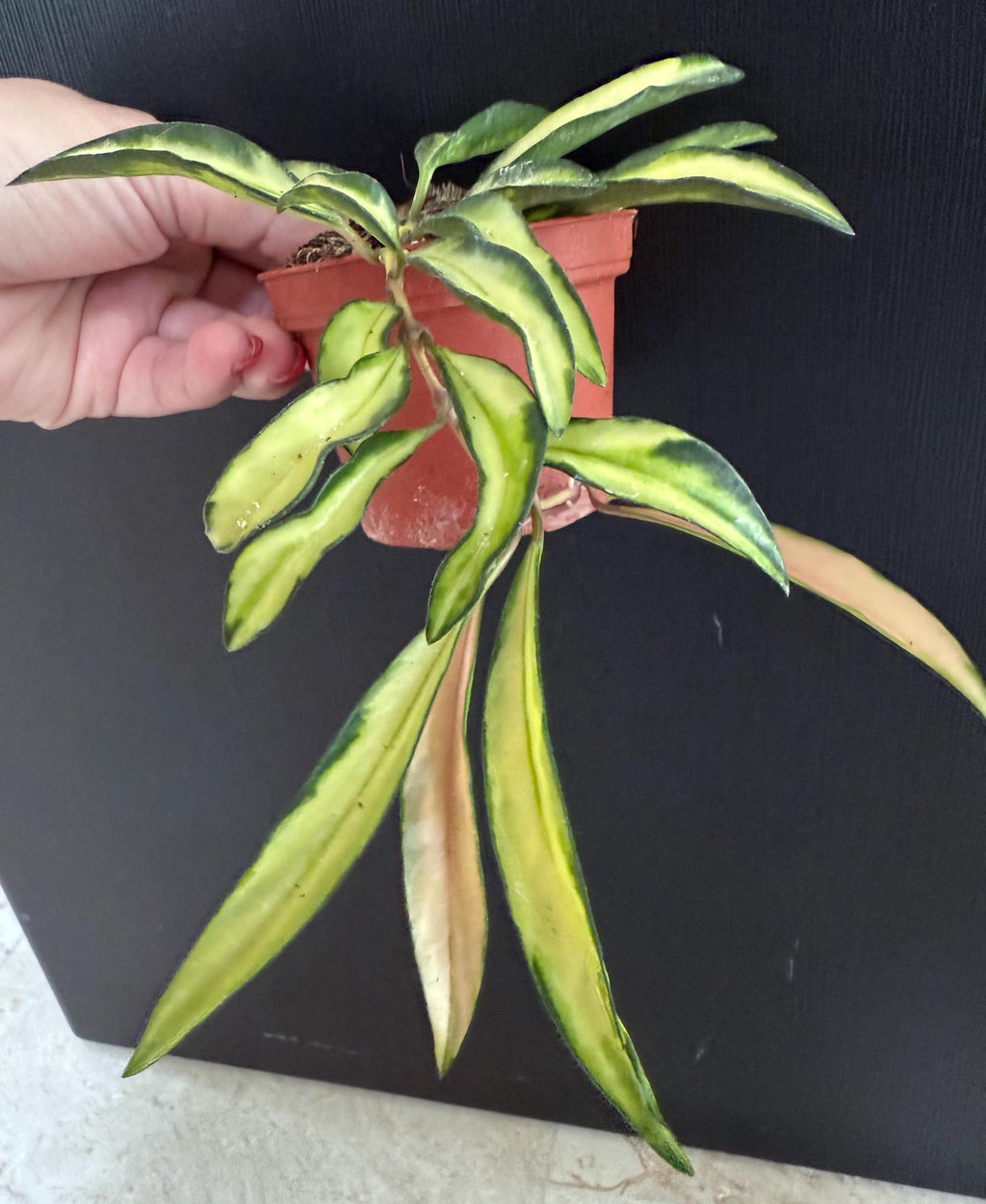 Hoya Wayetii tri color