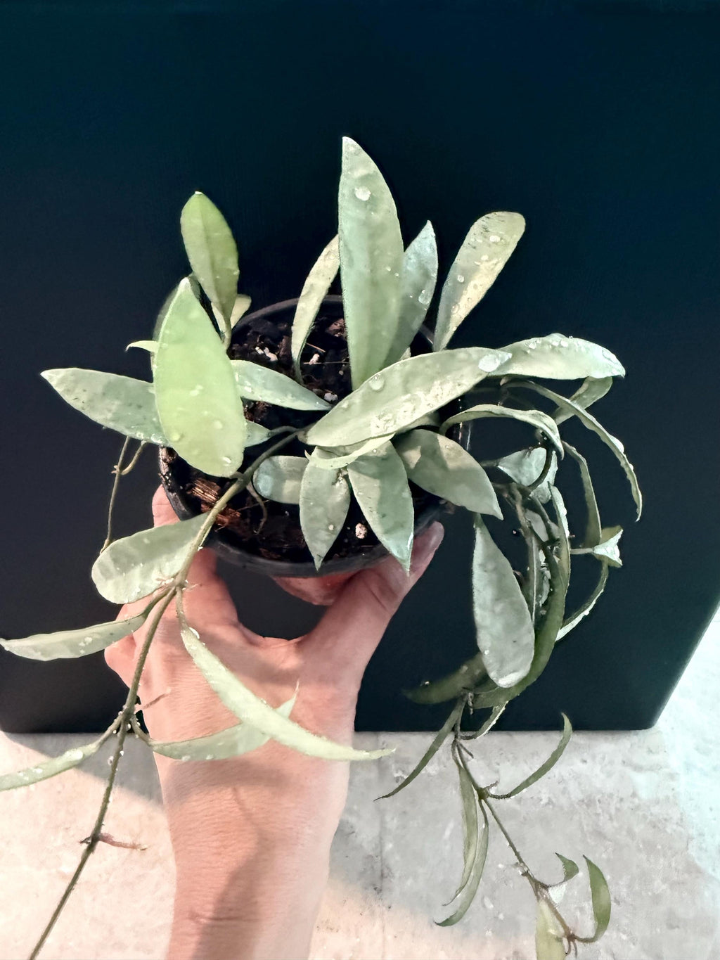 Hoya Lacunosa oak silver