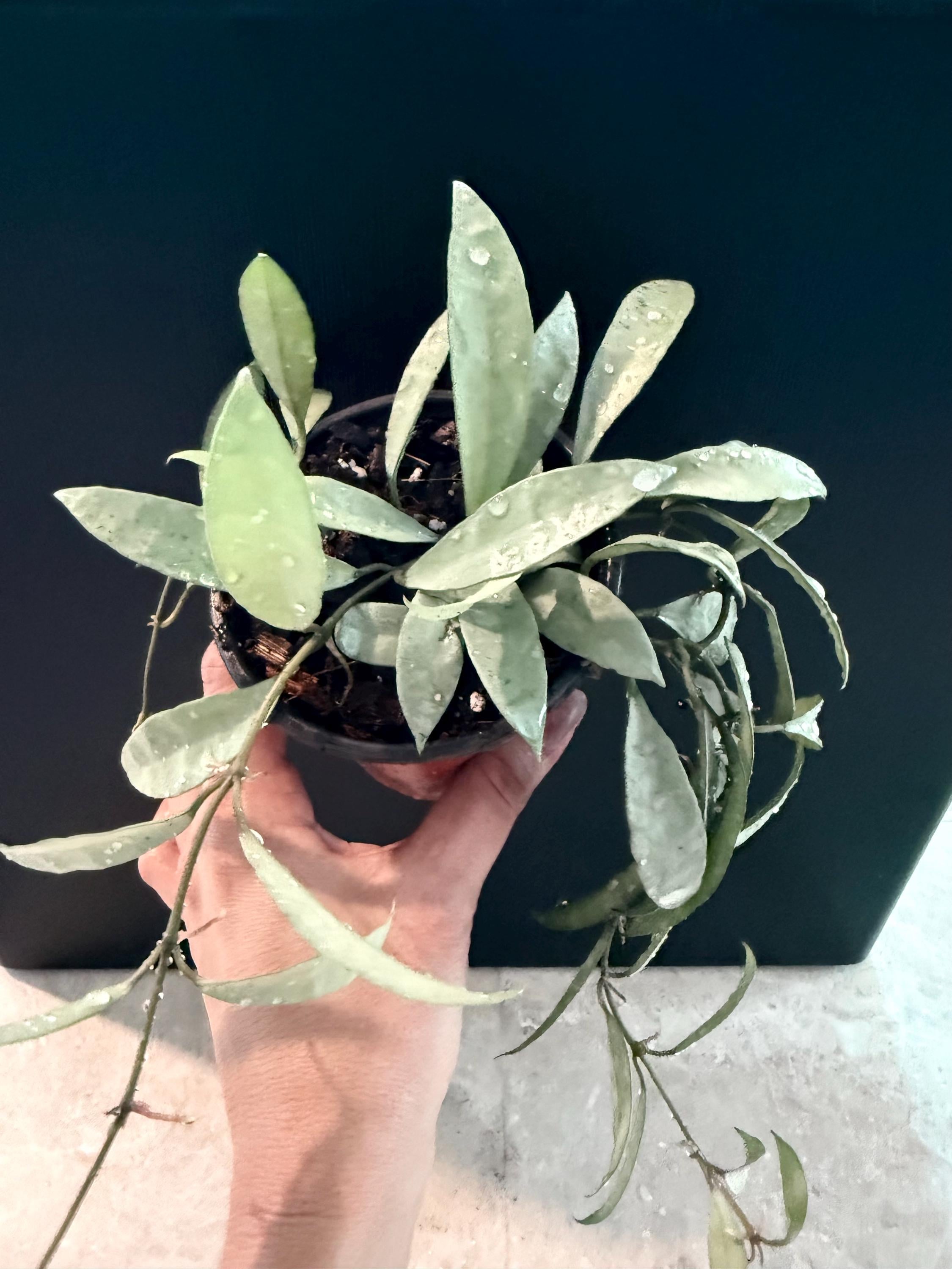 Hoya Lacunosa oak silver