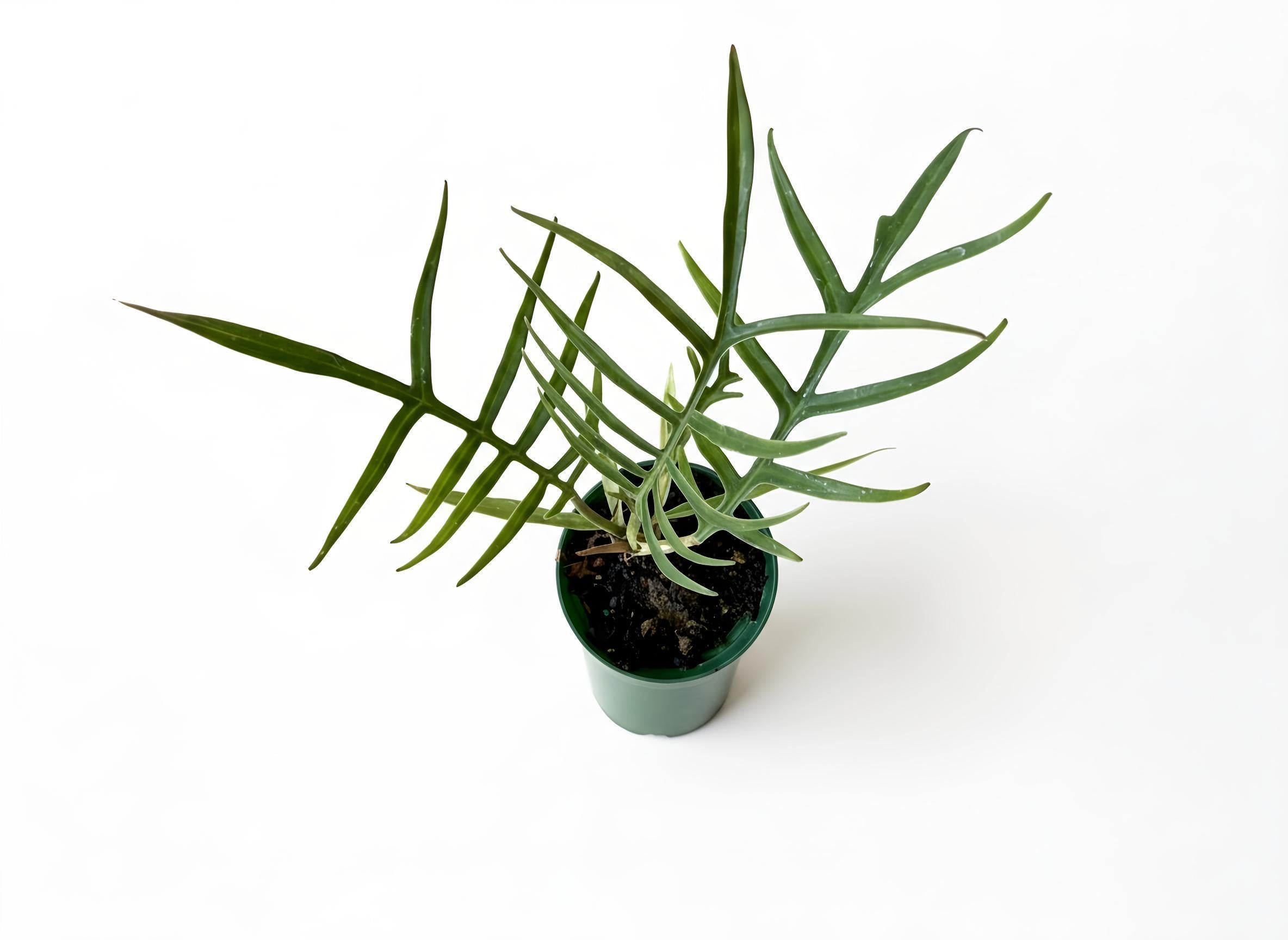Philodendron Tortum