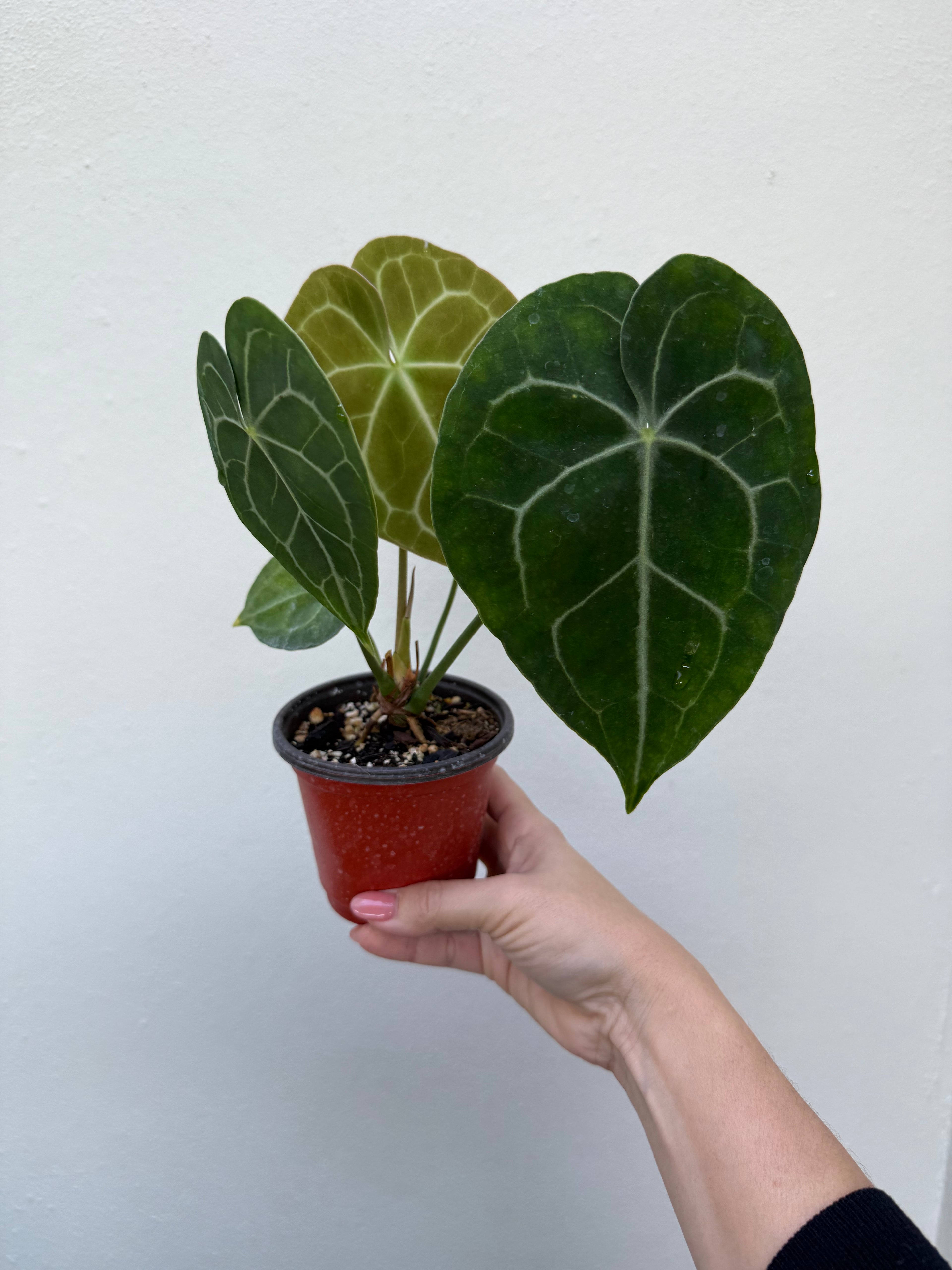 Anthurium Clarinervium: 3" Potted Plant