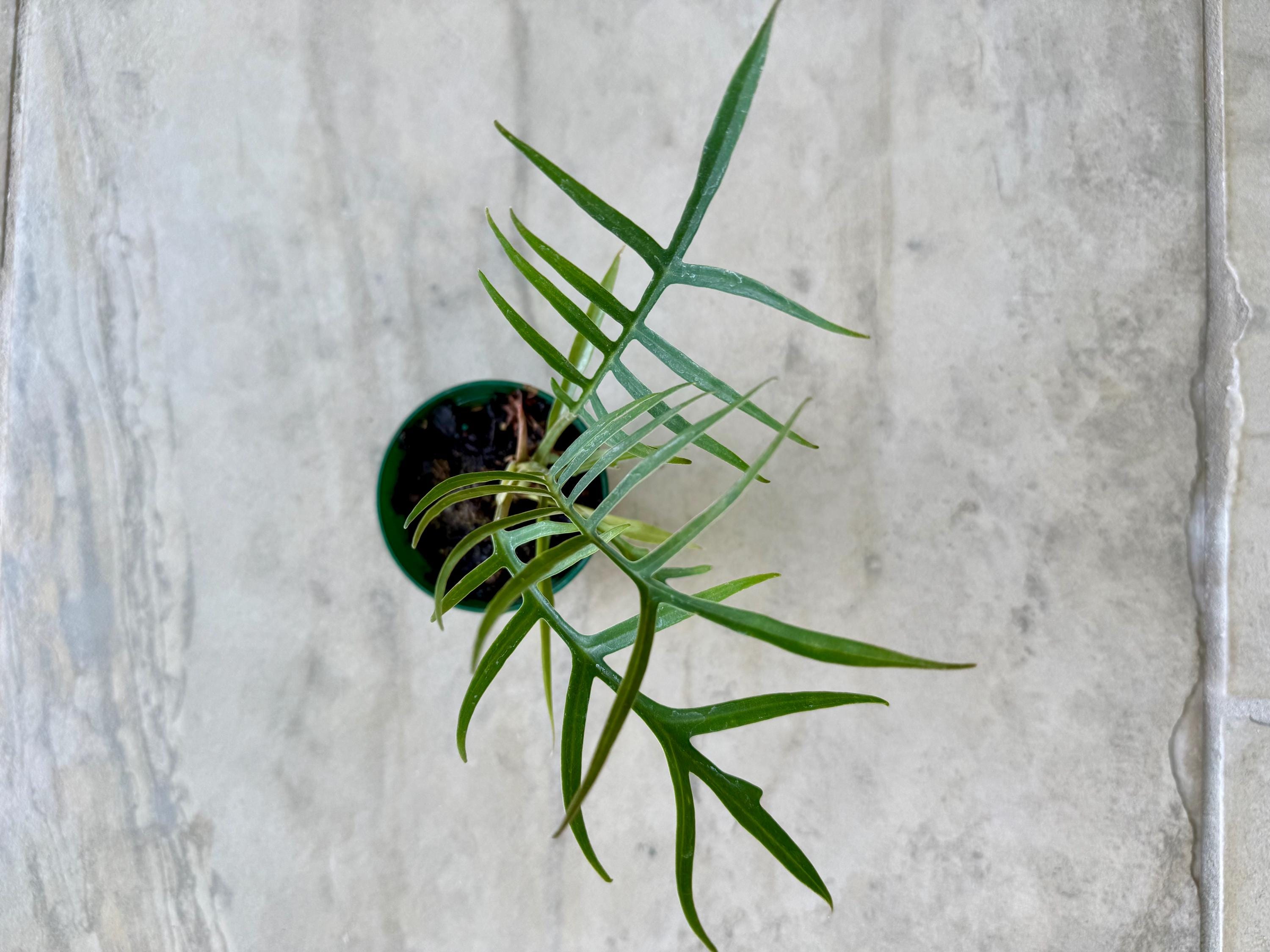 Philodendron Tortum
