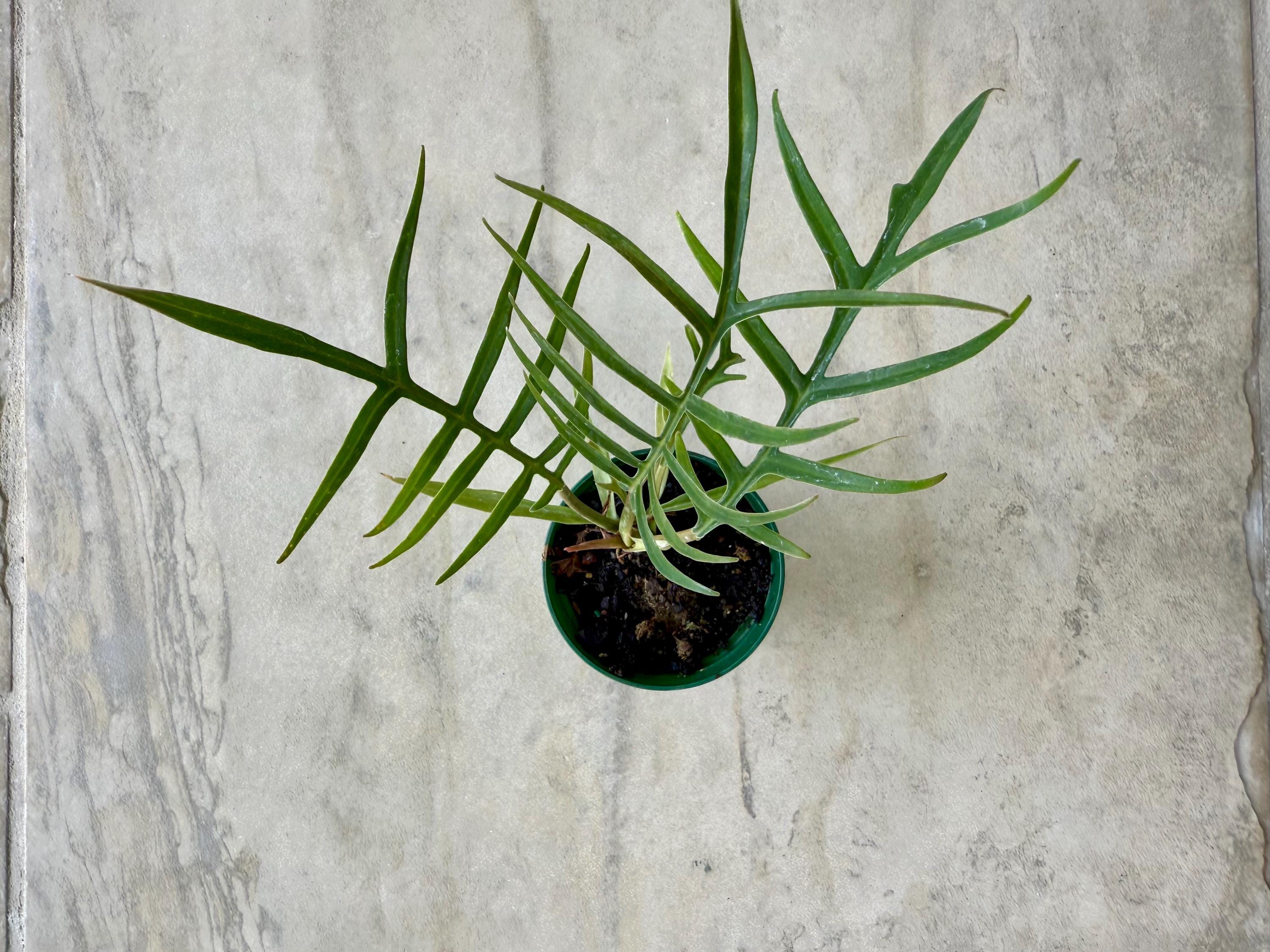 Philodendron Tortum