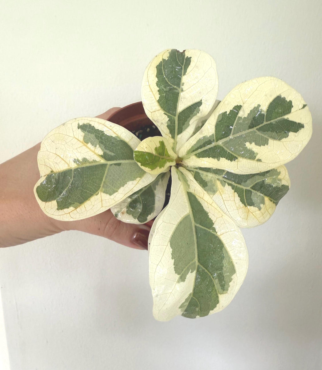 Ficus Lyrata Variegated