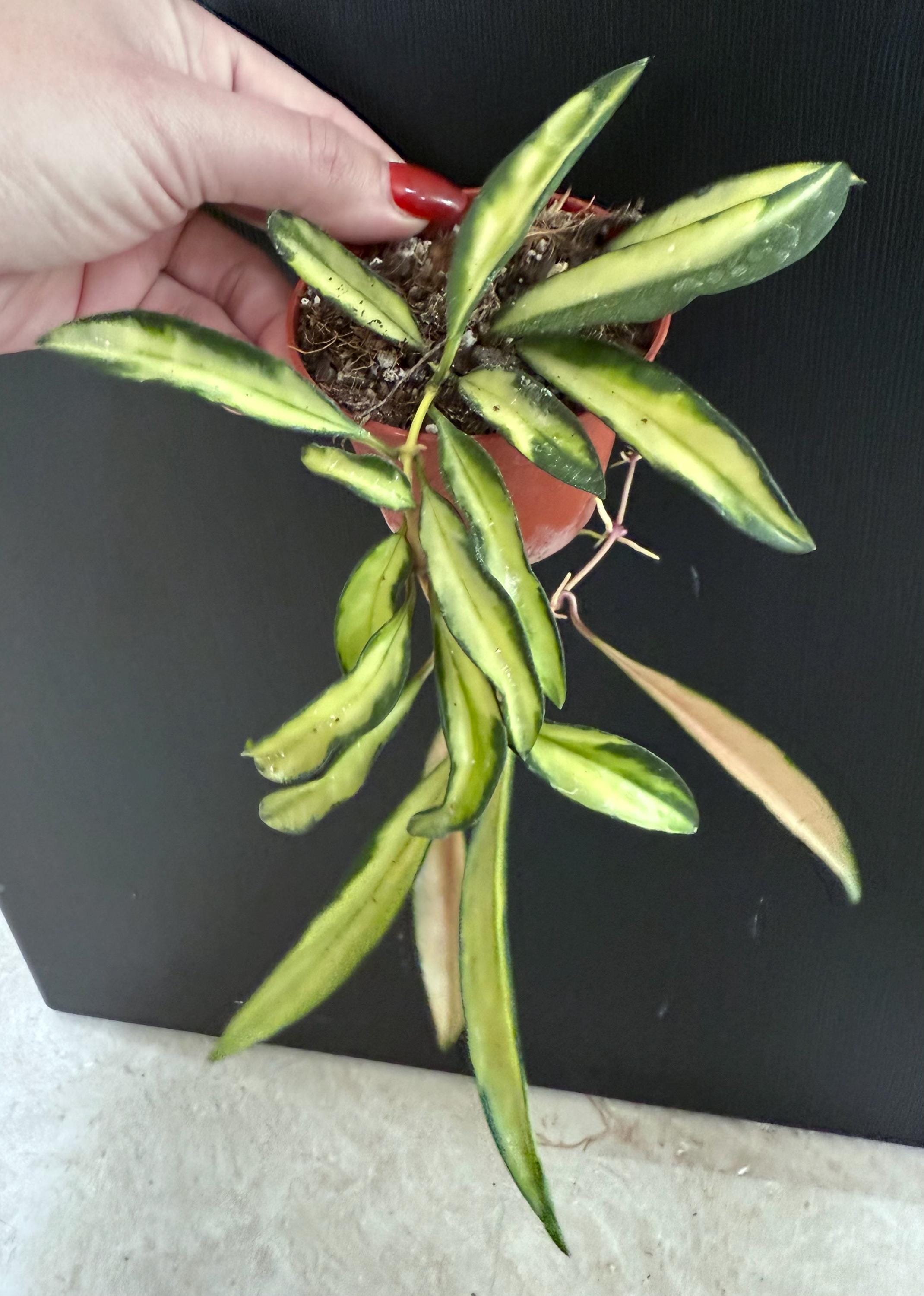 Hoya Wayetii tri color