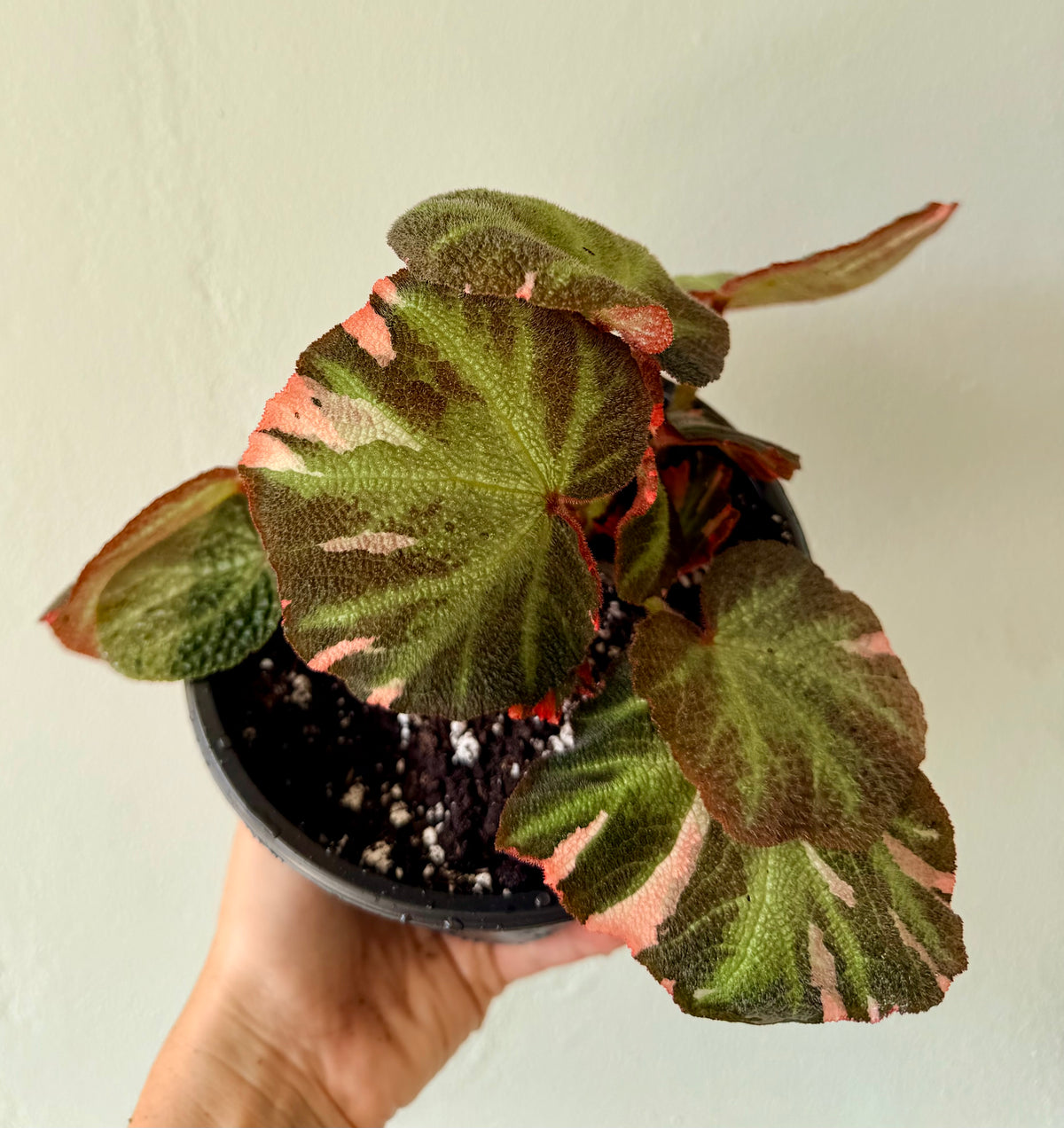 Begonia soli Mutata variegated