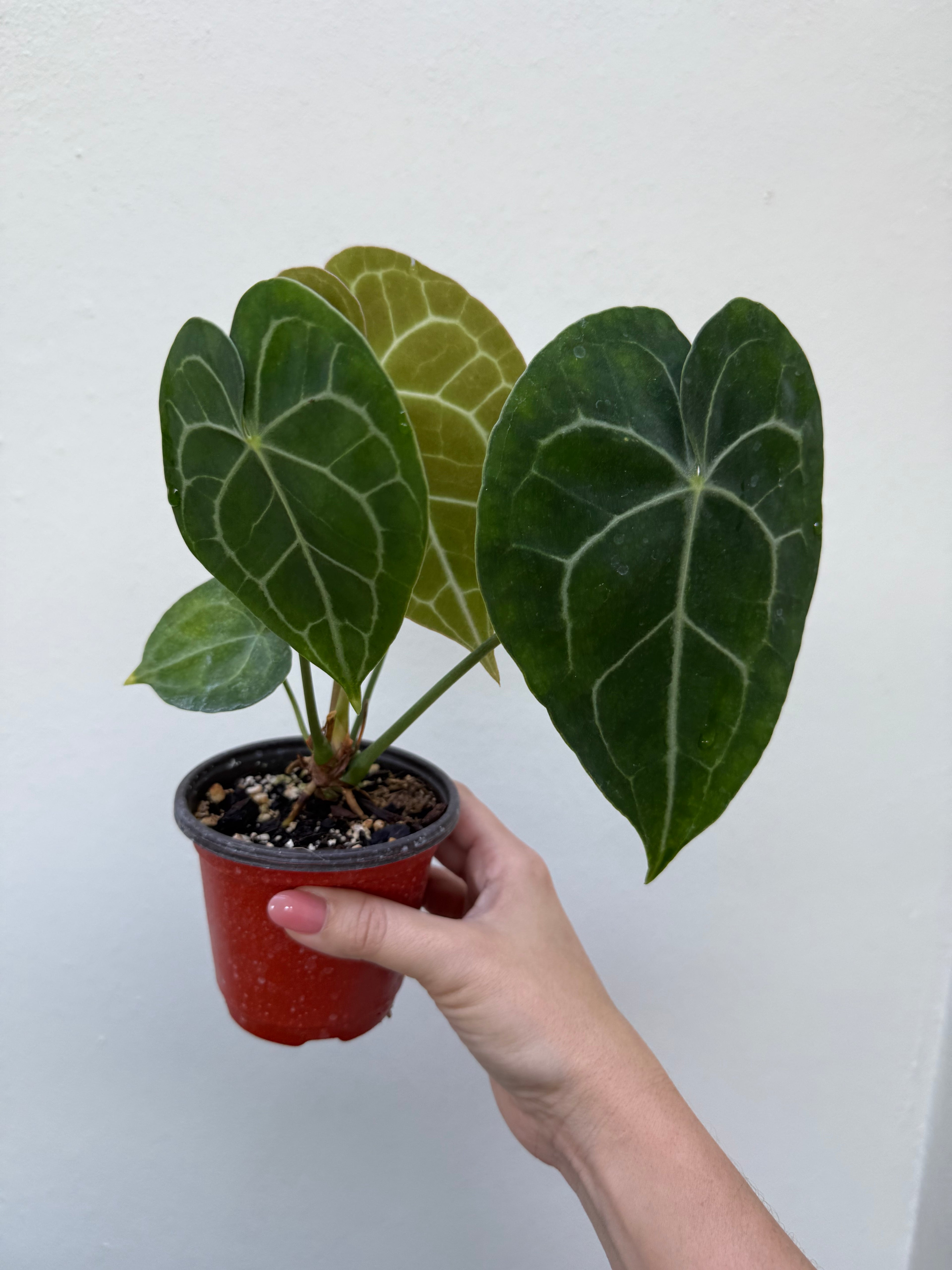 Anthurium Clarinervium: 3" Potted Plant