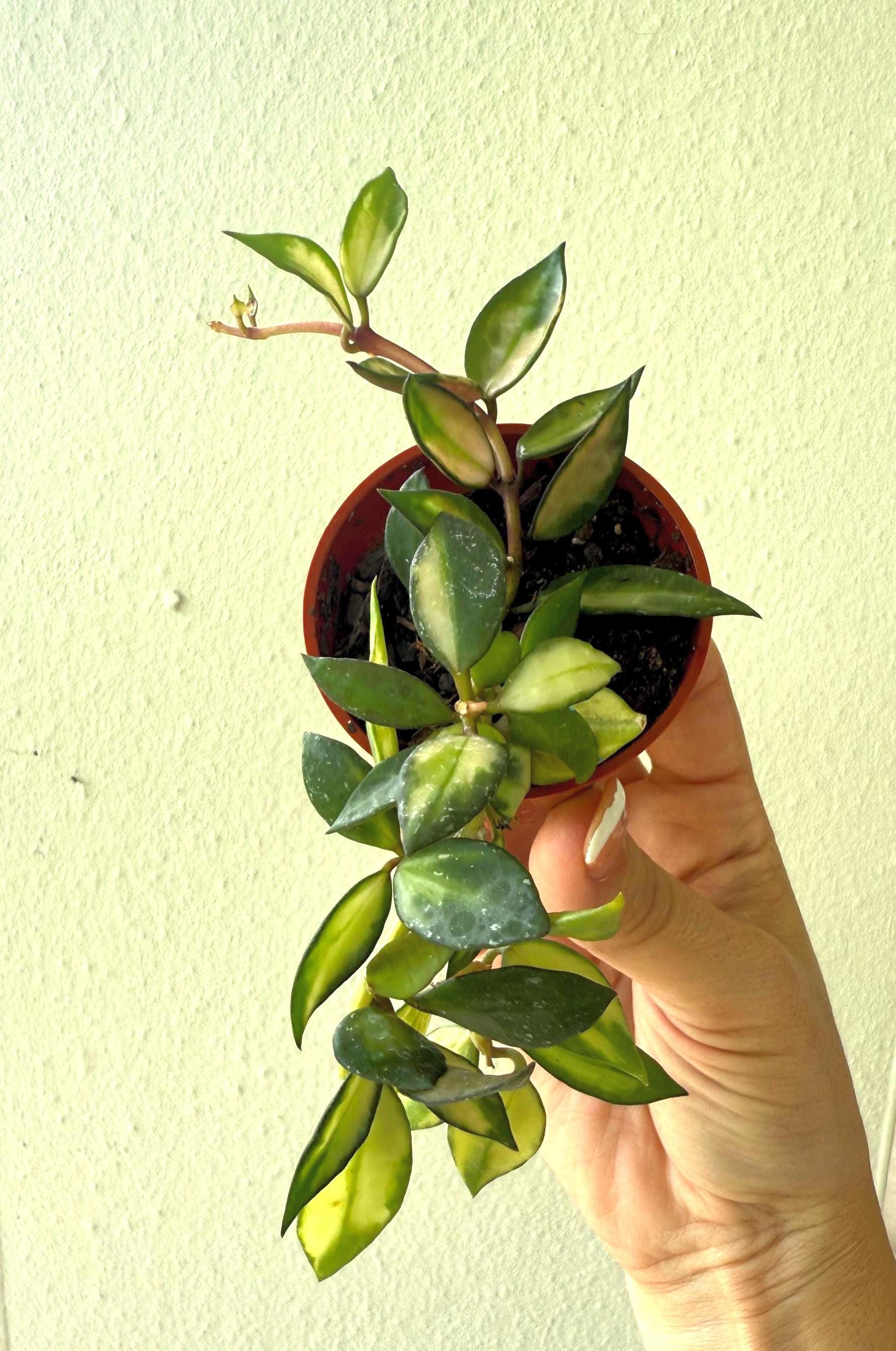 Hoya lucunosa abigarrada