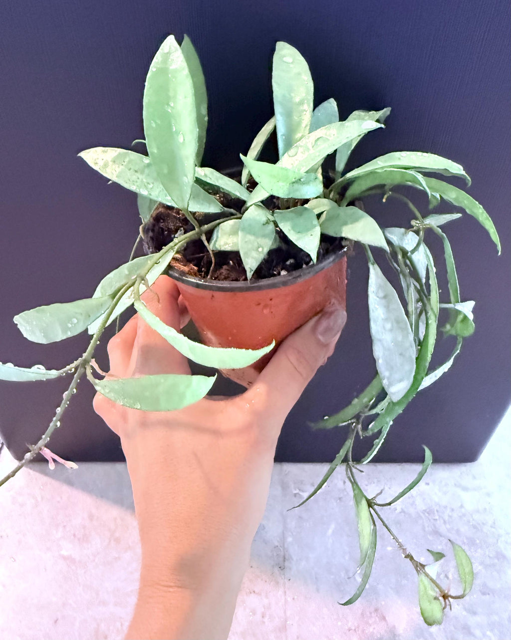 Hoya Lacunosa oak silver