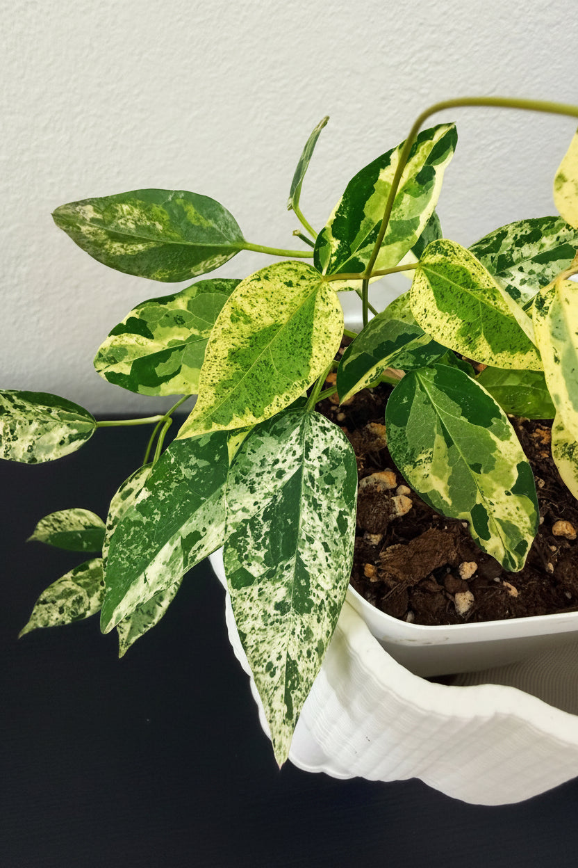 Dragea sinensis (variegada)