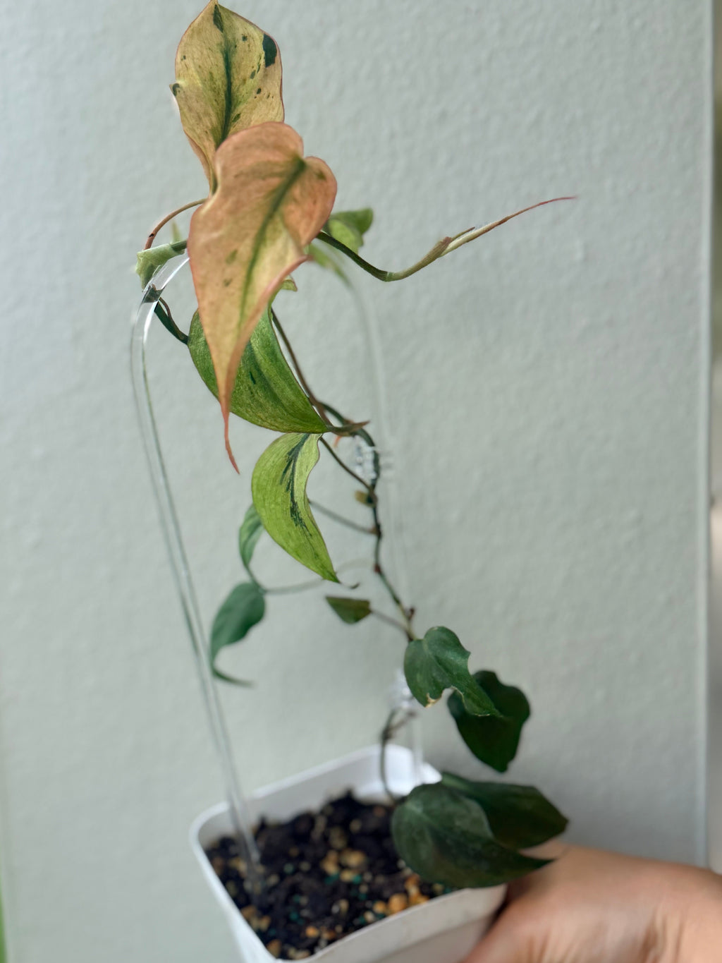 Philodendrom Micans mint variegated