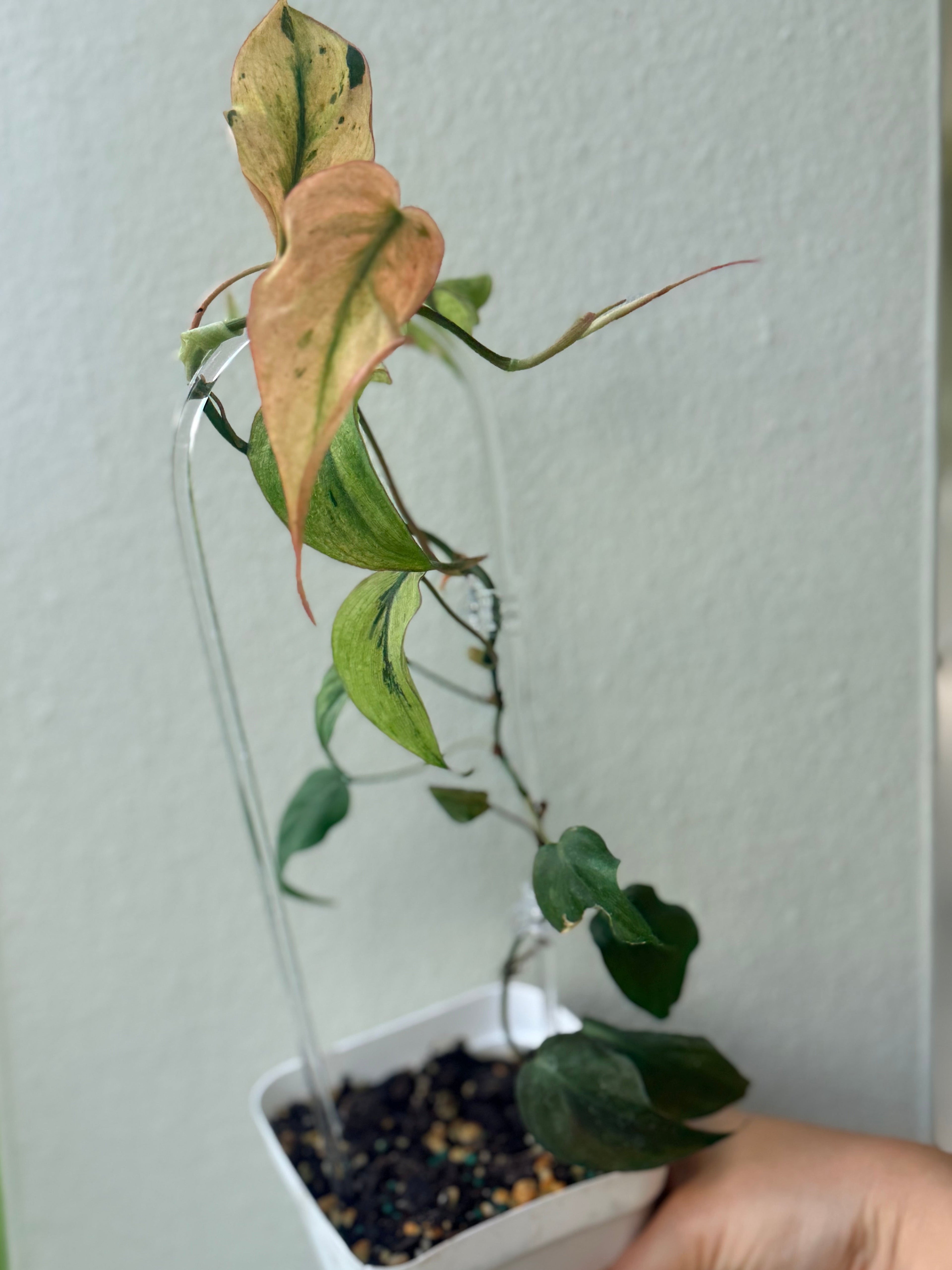 Philodendrom Micans mint variegated