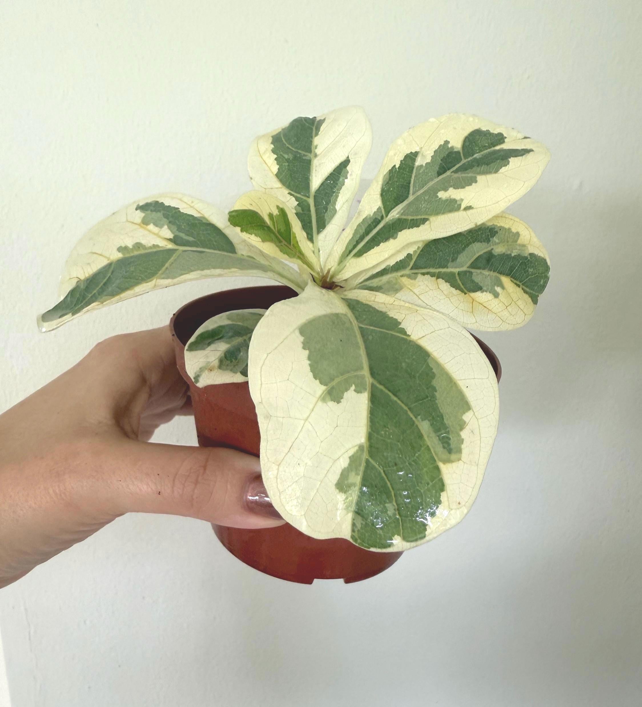 Ficus Lyrata Variegated