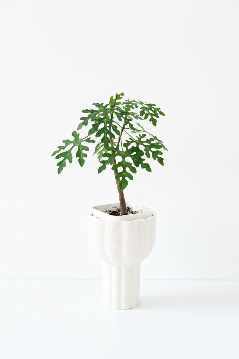 Adenia Perrieri