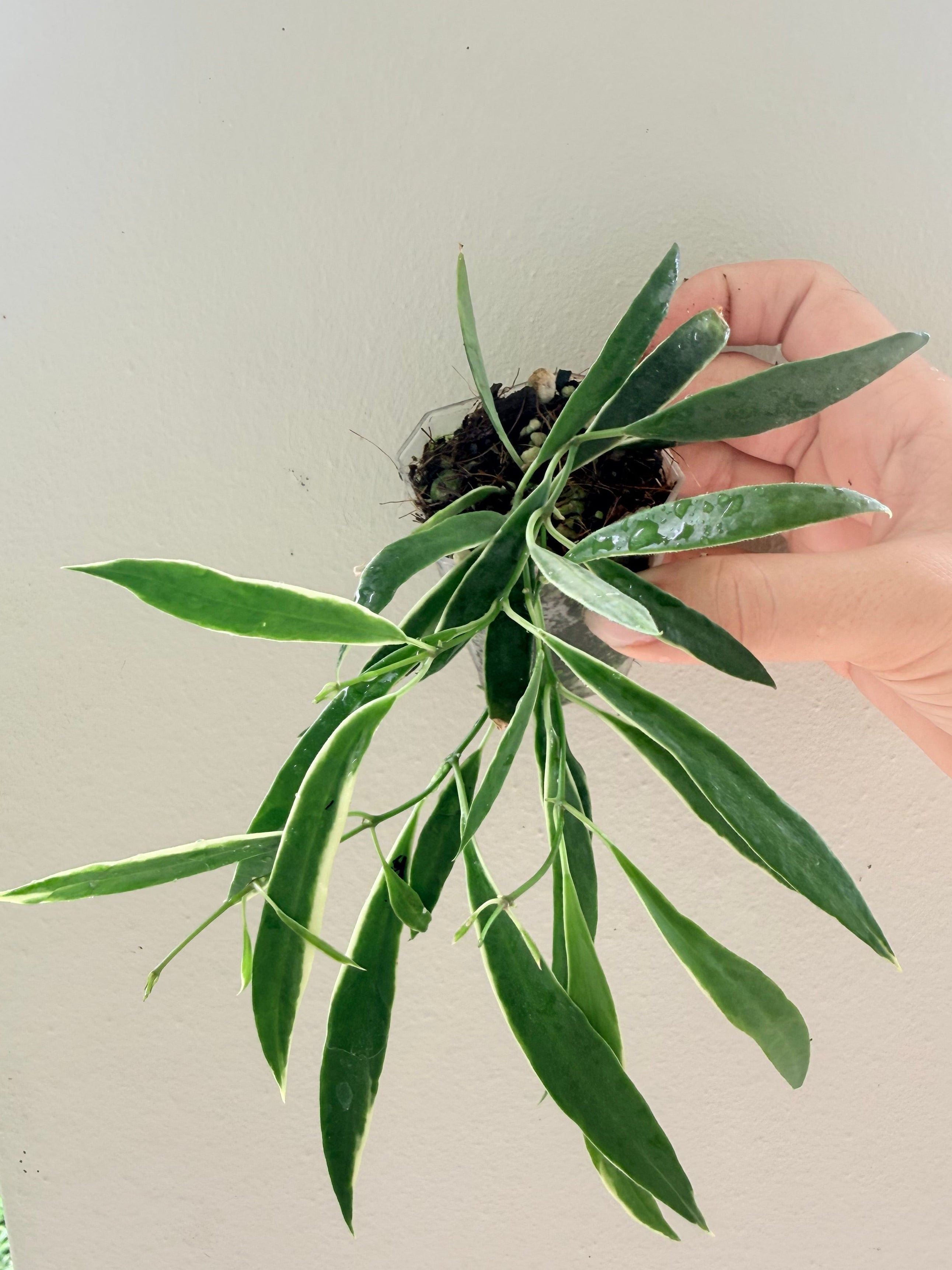 Hoya Tsangii albo