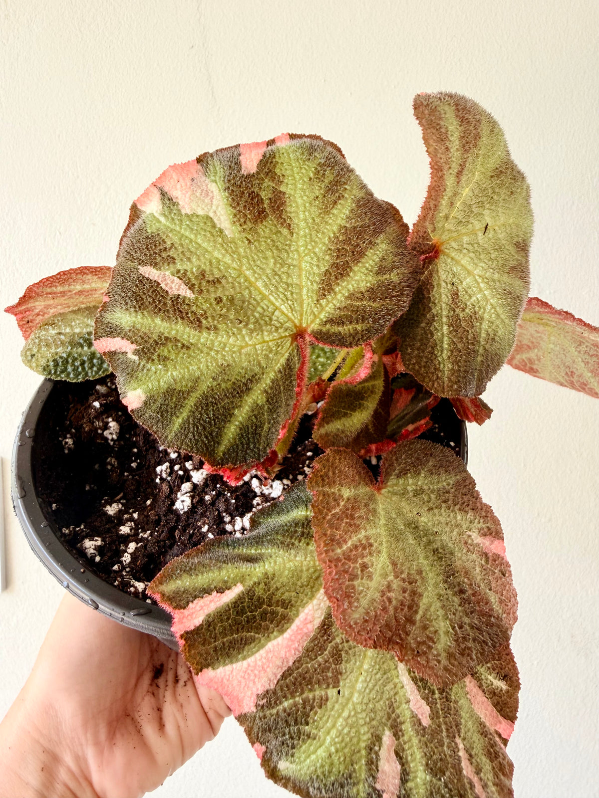 Begonia soli Mutata variegated