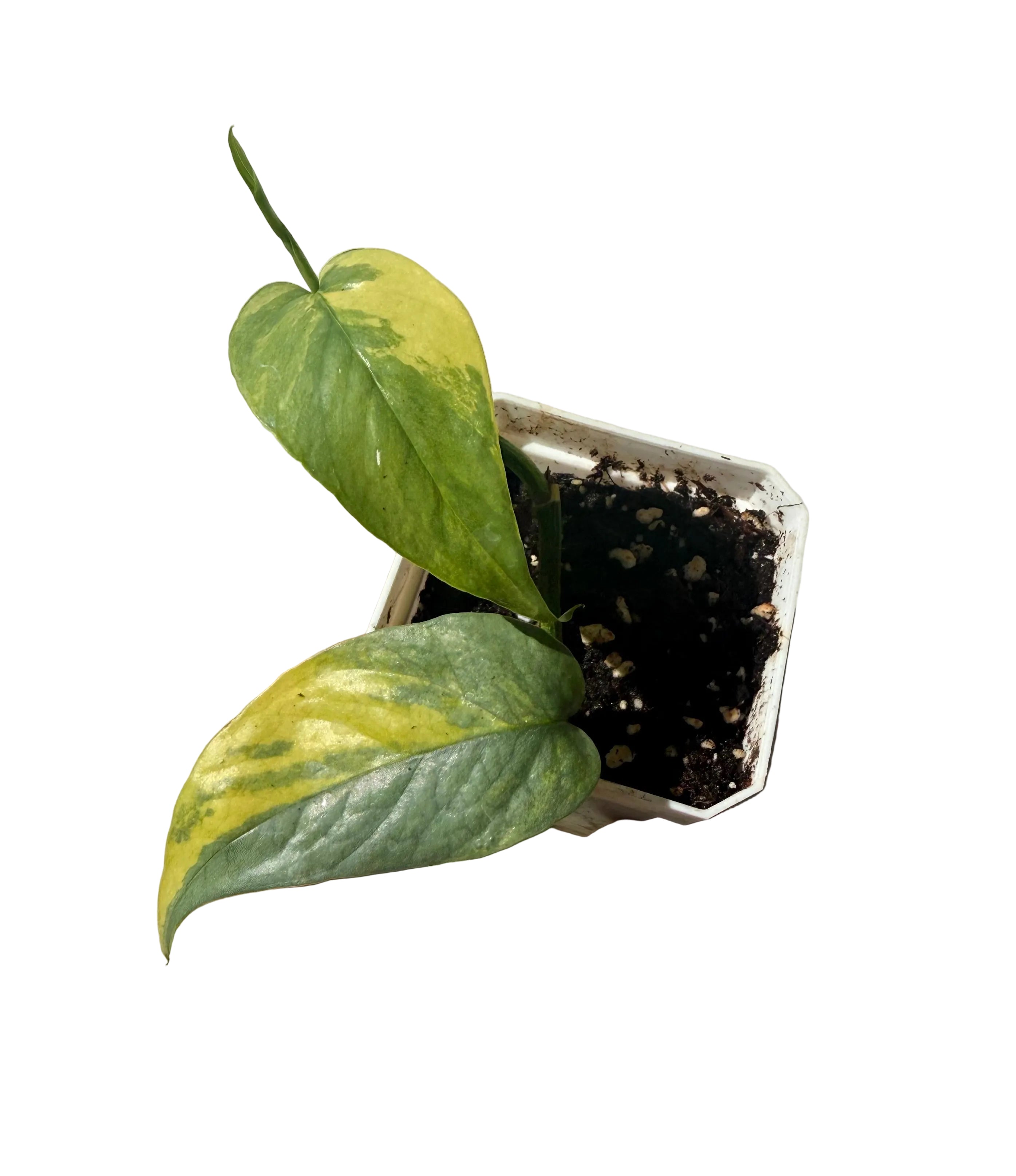 Epipremnum pinnatum Cebu blue variegated