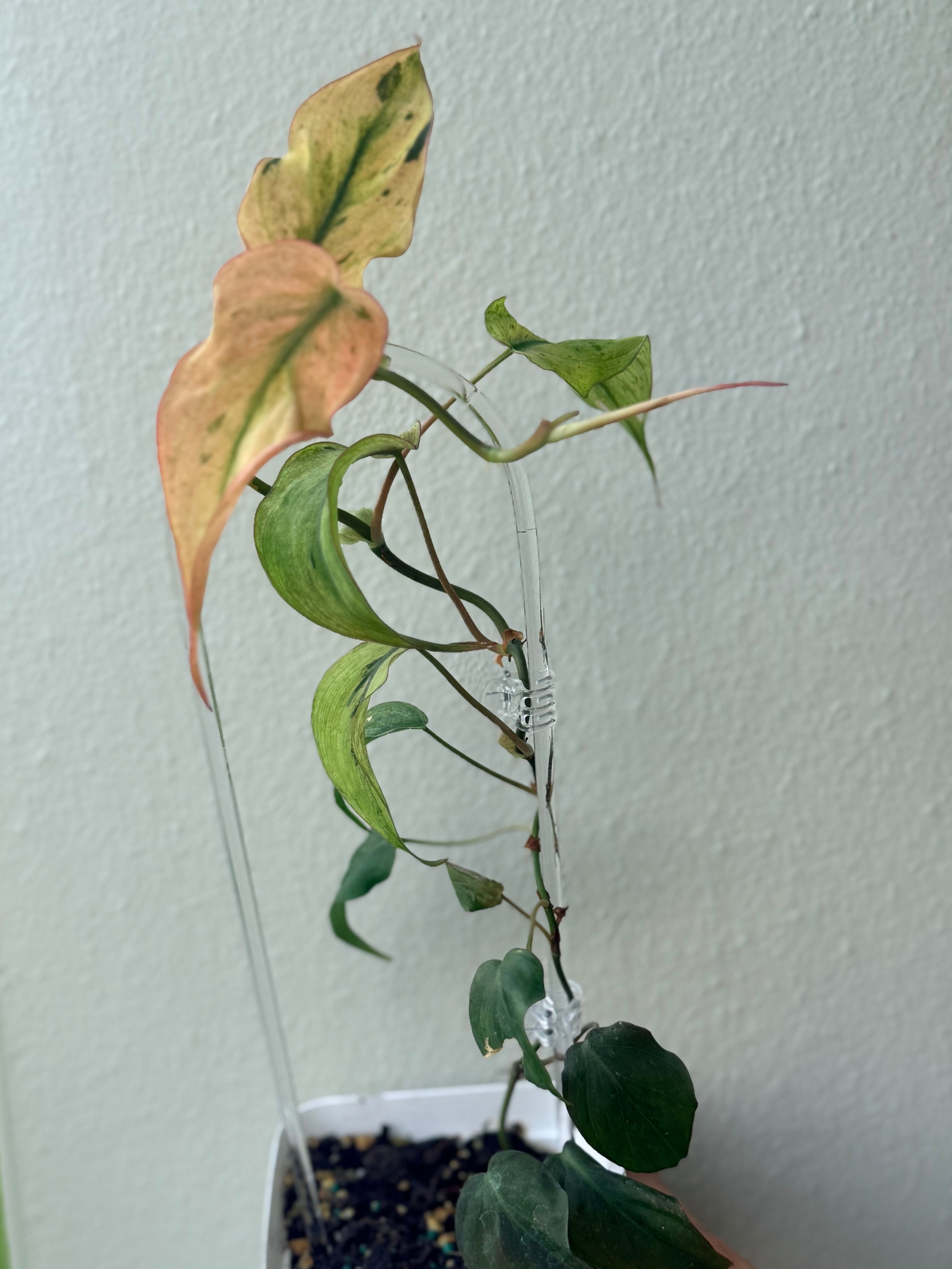 Philodendrom Micans mint variegated