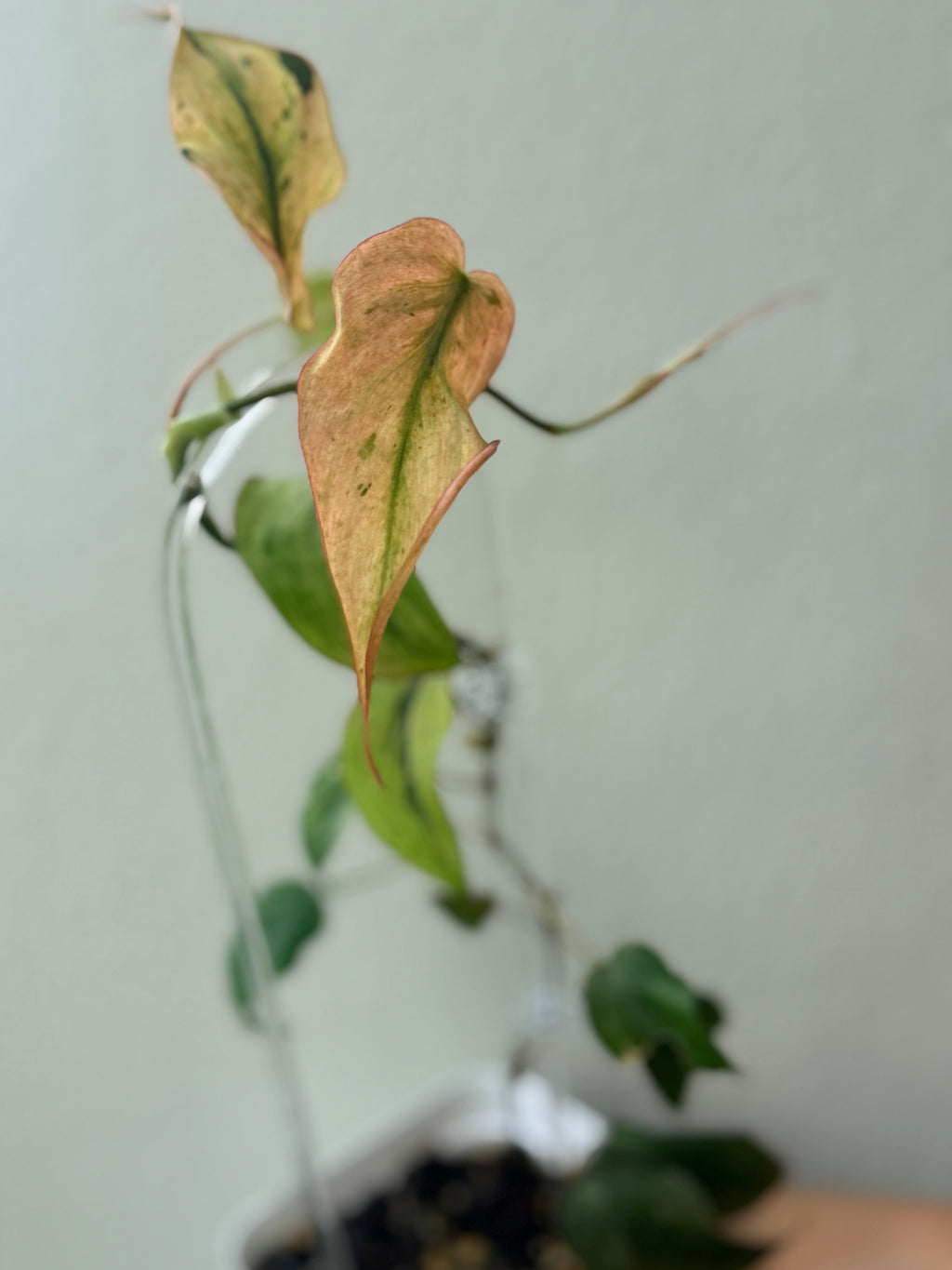 Philodendrom Micans mint variegated
